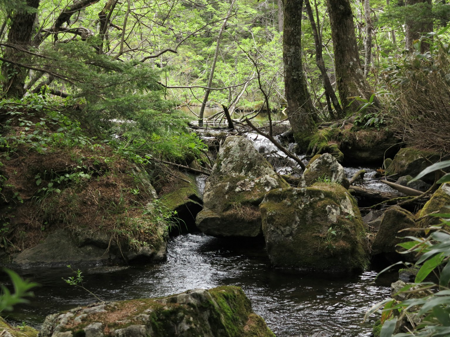 Ruscello che scorre attraverso una foresta verdeggiante con rocce