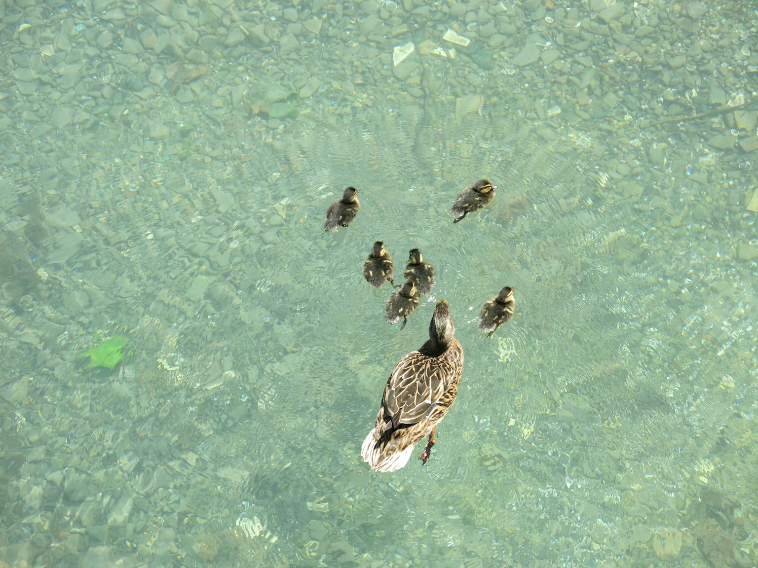 Induk bebek berenang dengan anak-anak bebeknya di air jernih