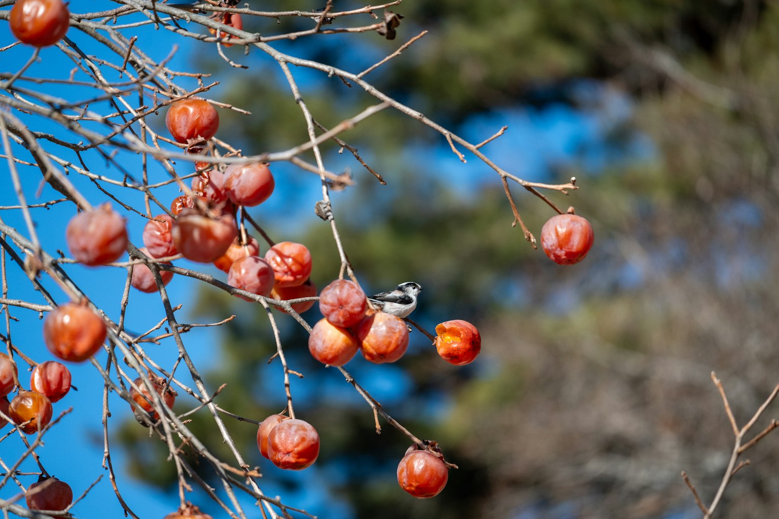 Imagen de un árbol con frutas rojas y un pequeño pájaro bajo un cielo azul