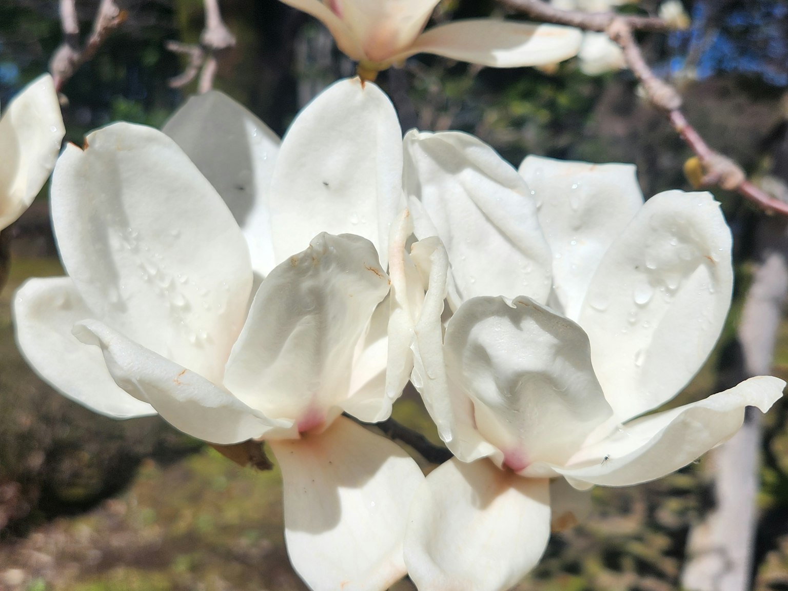 Close-up of white magnolia flowers in bloom