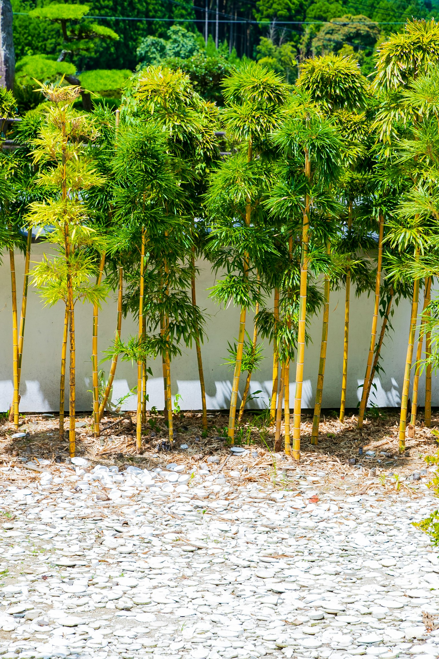 ป่ไผ่เขียวขจีตั้งอยู่หน้ากำแพงสีขาว
