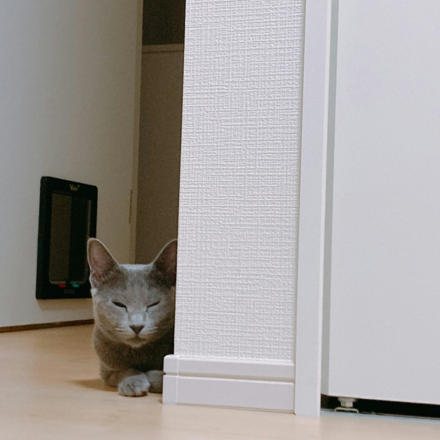 一只猫从墙角窥视