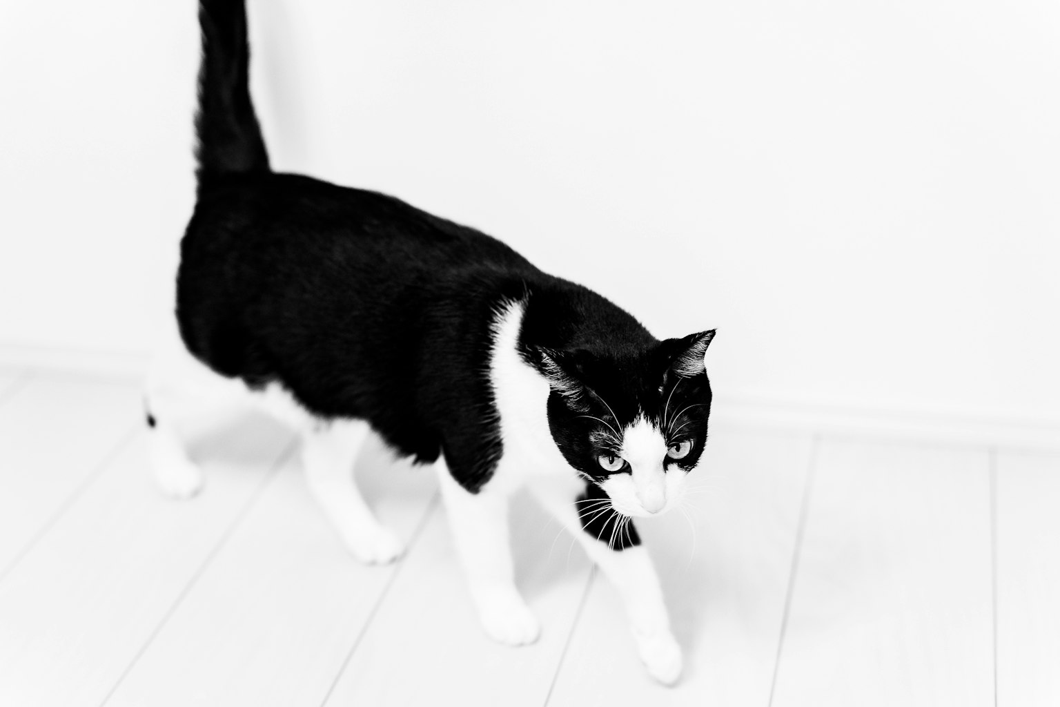 흰색 배경에서 걷고 있는 검은색과 흰색 고양이