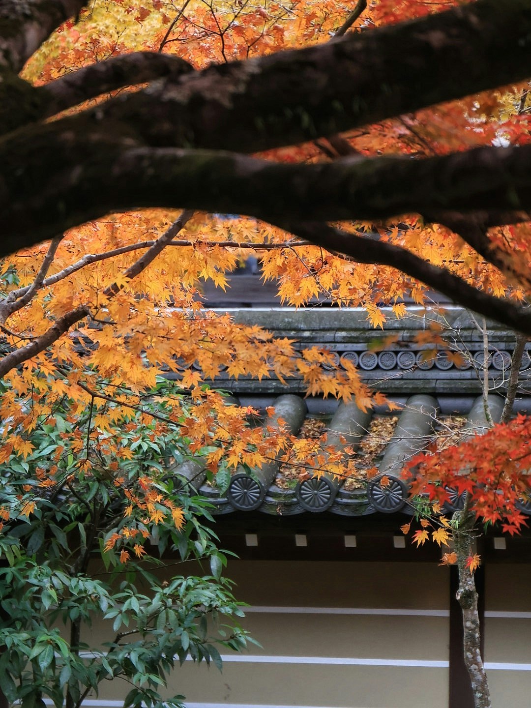 Maple leaves and a temple gate with stone wall