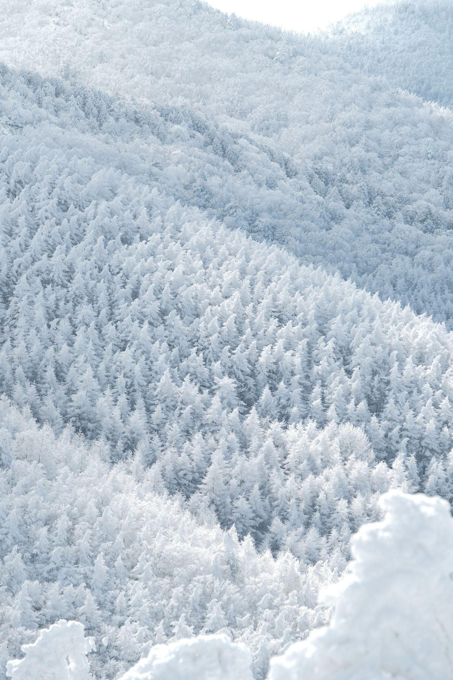 Un paesaggio invernale con una fitta foresta di alberi coperti di neve