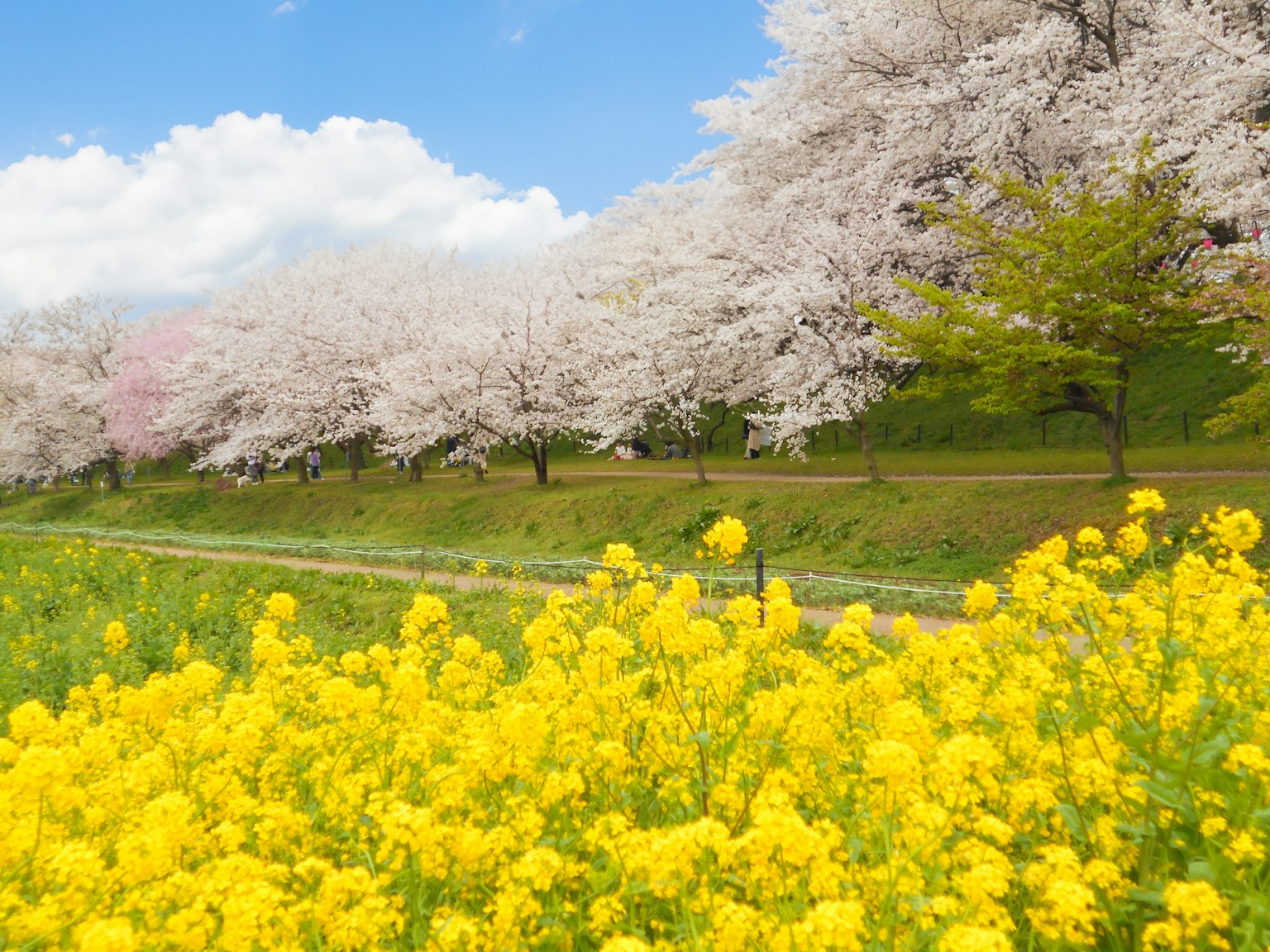 Pemandangan bunga sakura dan bunga rapeseed di bawah langit biru