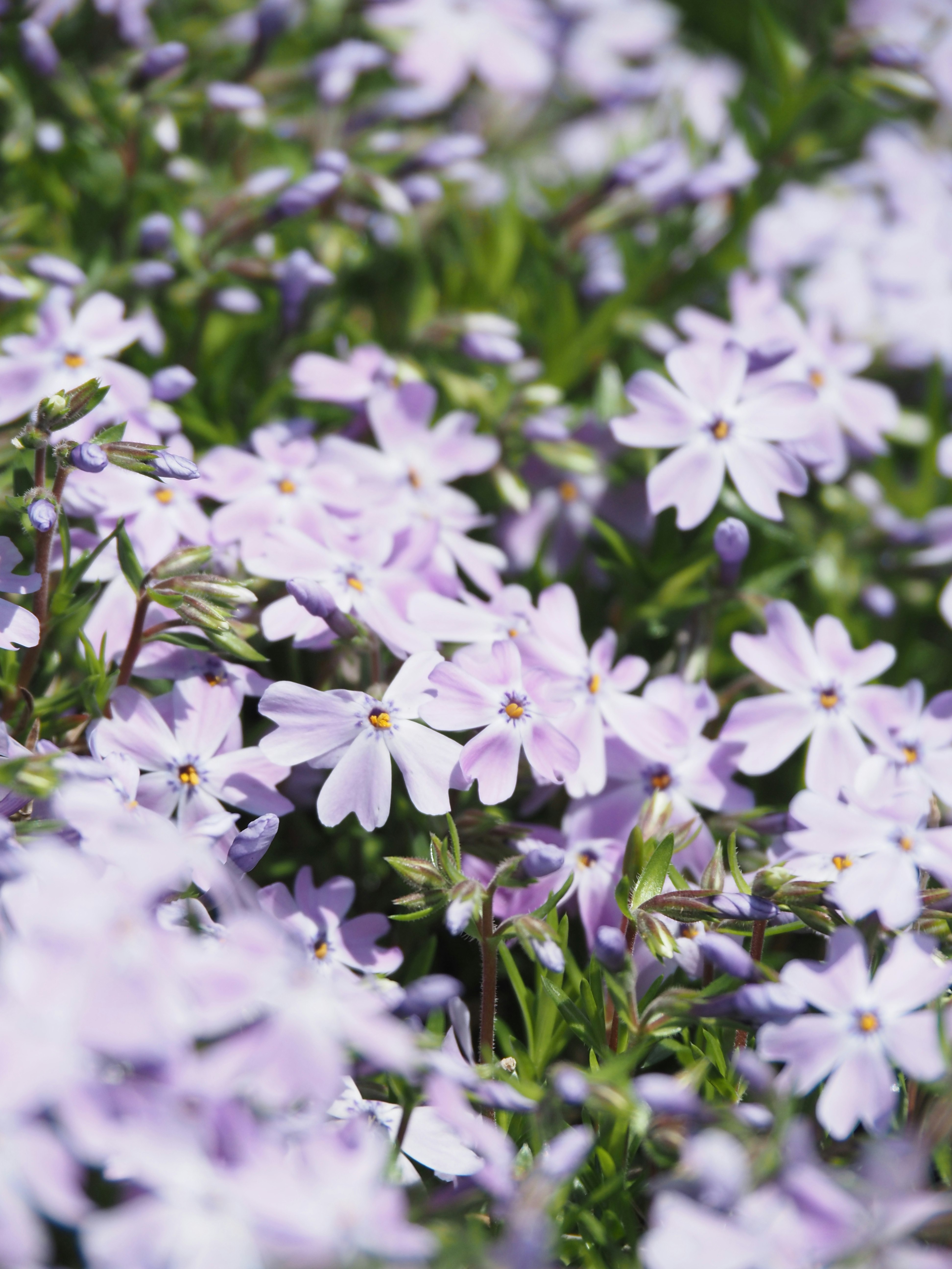 芝桜の花が群生する花畑