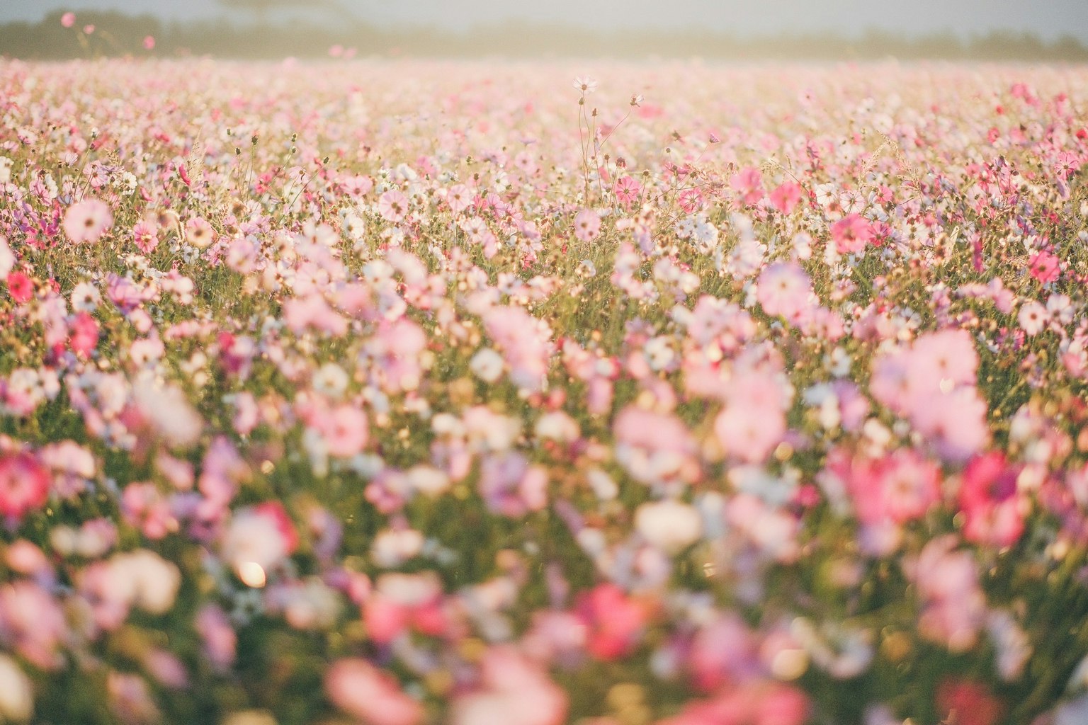 Weites Blumenfeld, das mit bunten Blumen blüht