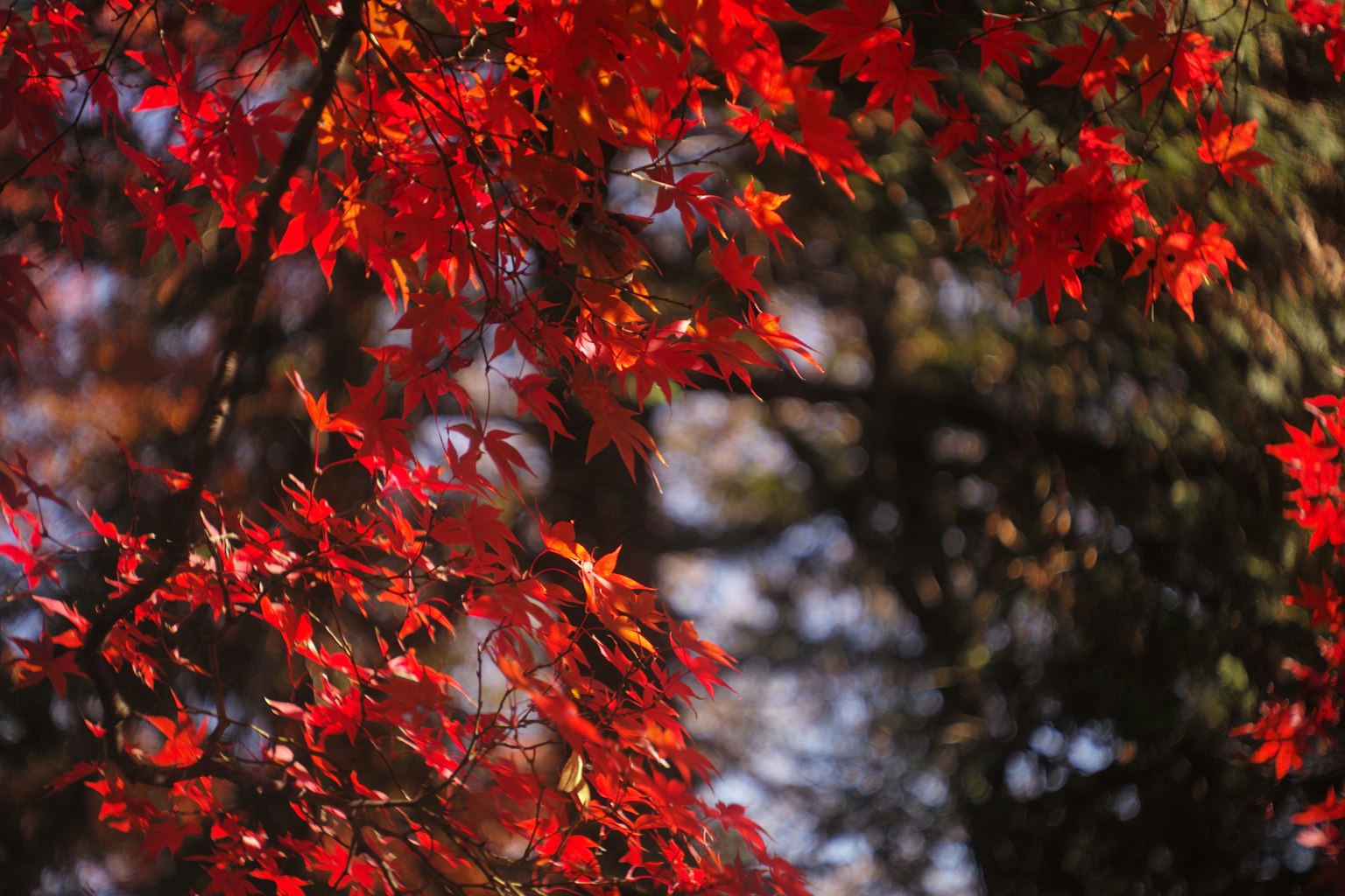 Foglie rosse vivaci adornano un paesaggio autunnale