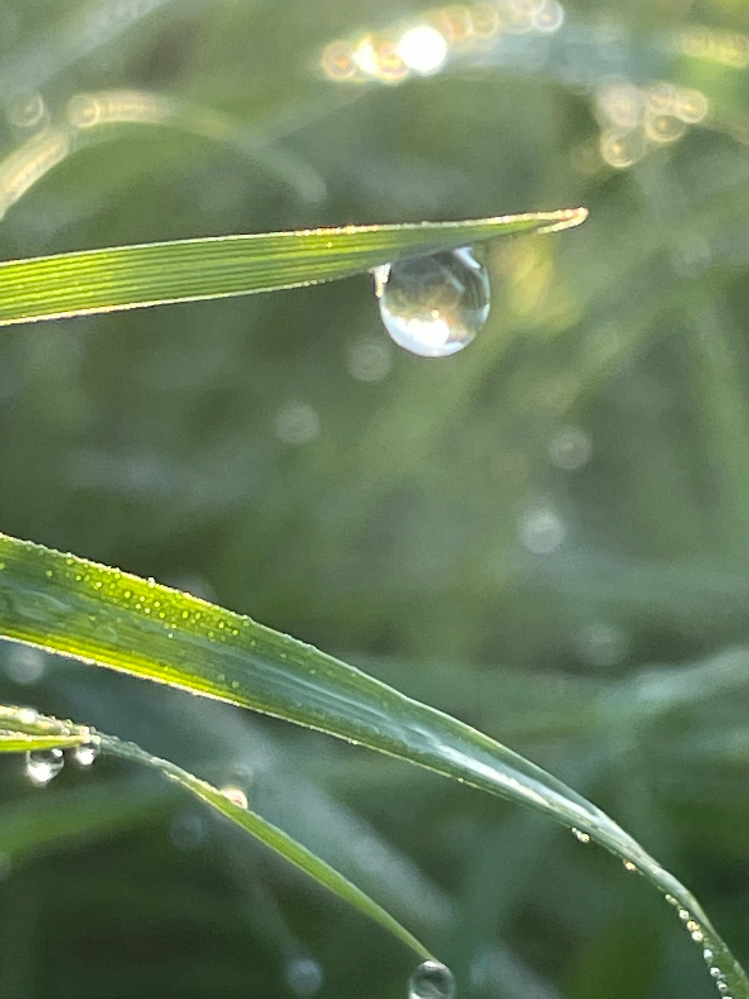 绿色草叶上的水滴特写