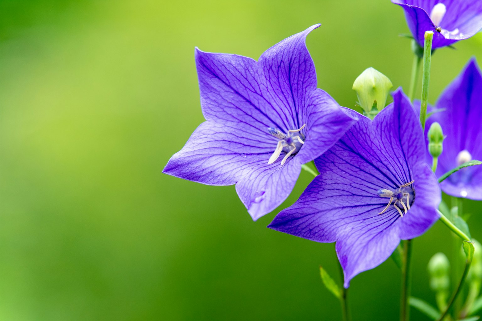 Beautiful vibrant purple flowers with a soft green background