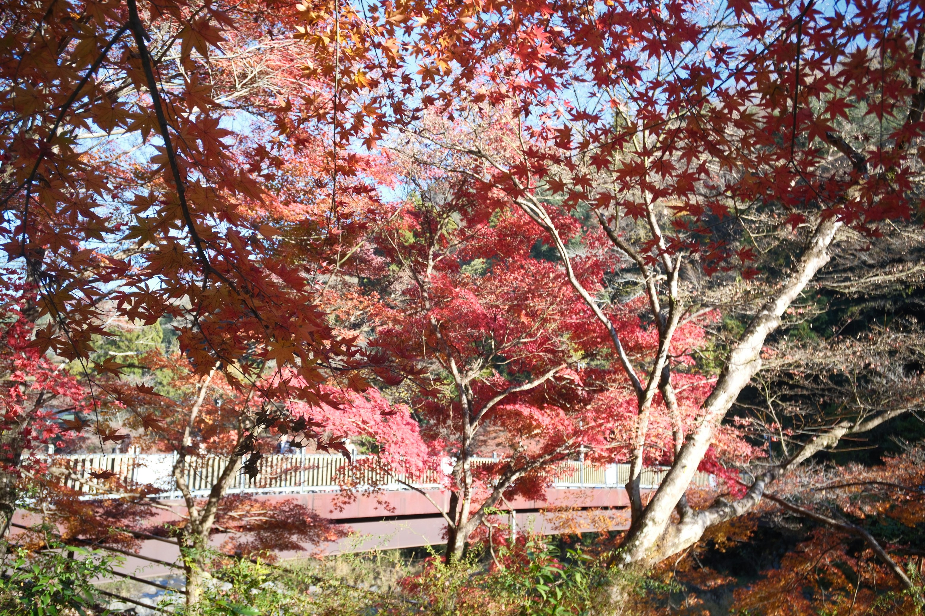 香嵐渓の紅葉が広がる木々と小道