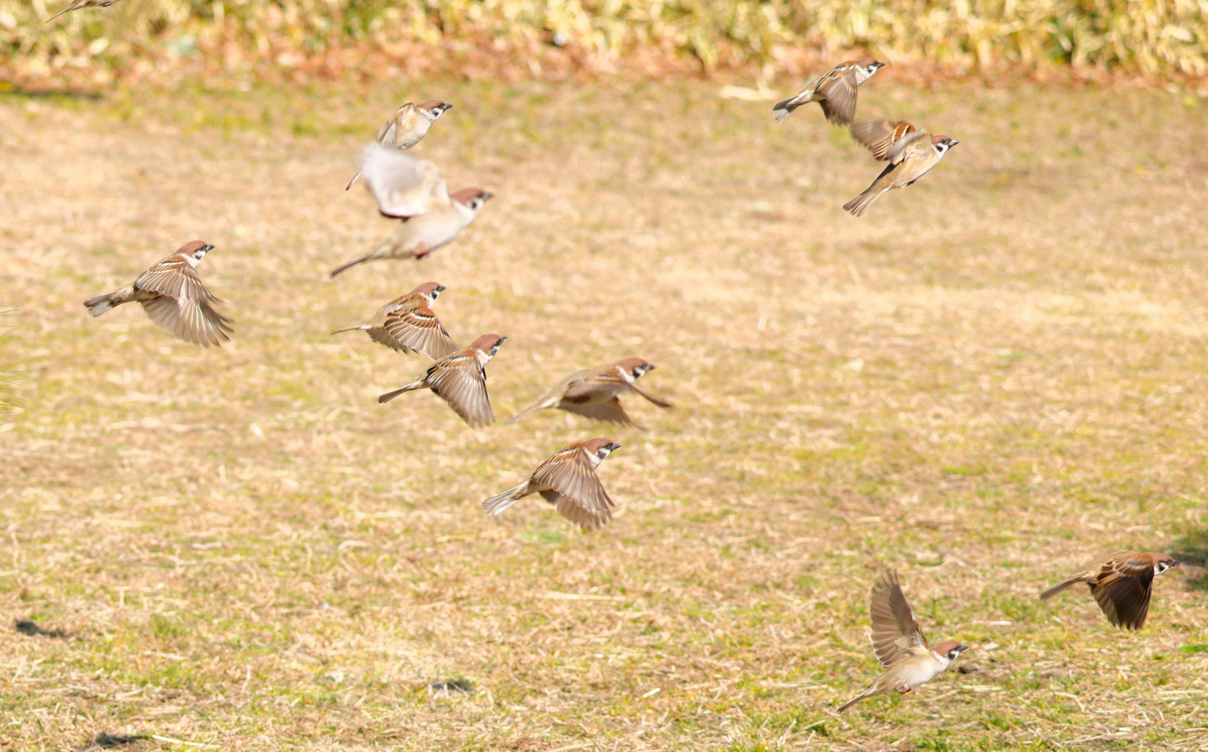 草地を飛び回る鳥の群れ