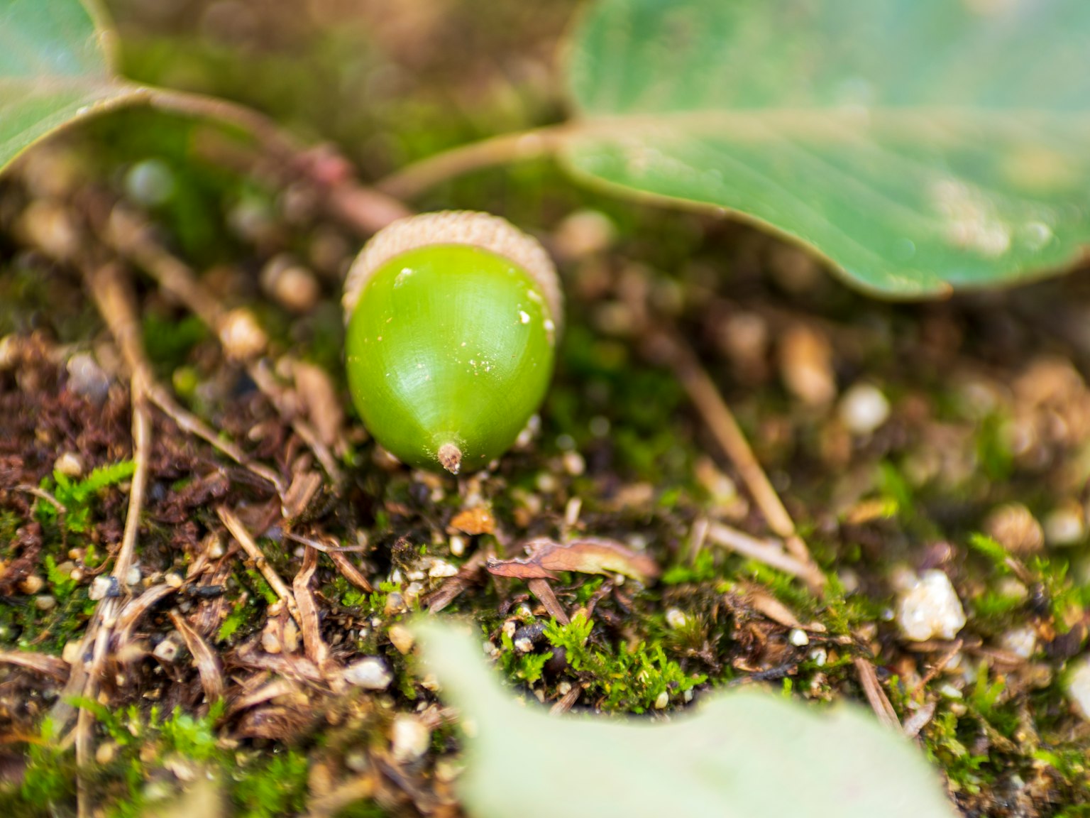 A green acorn resting on mossy ground
