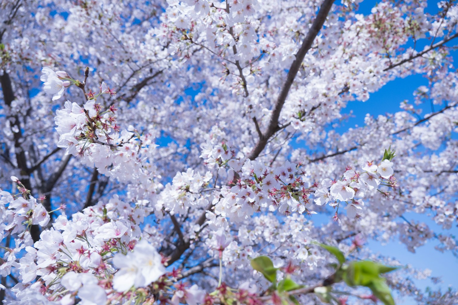 Fleurs de cerisier en pleine floraison sur fond de ciel bleu