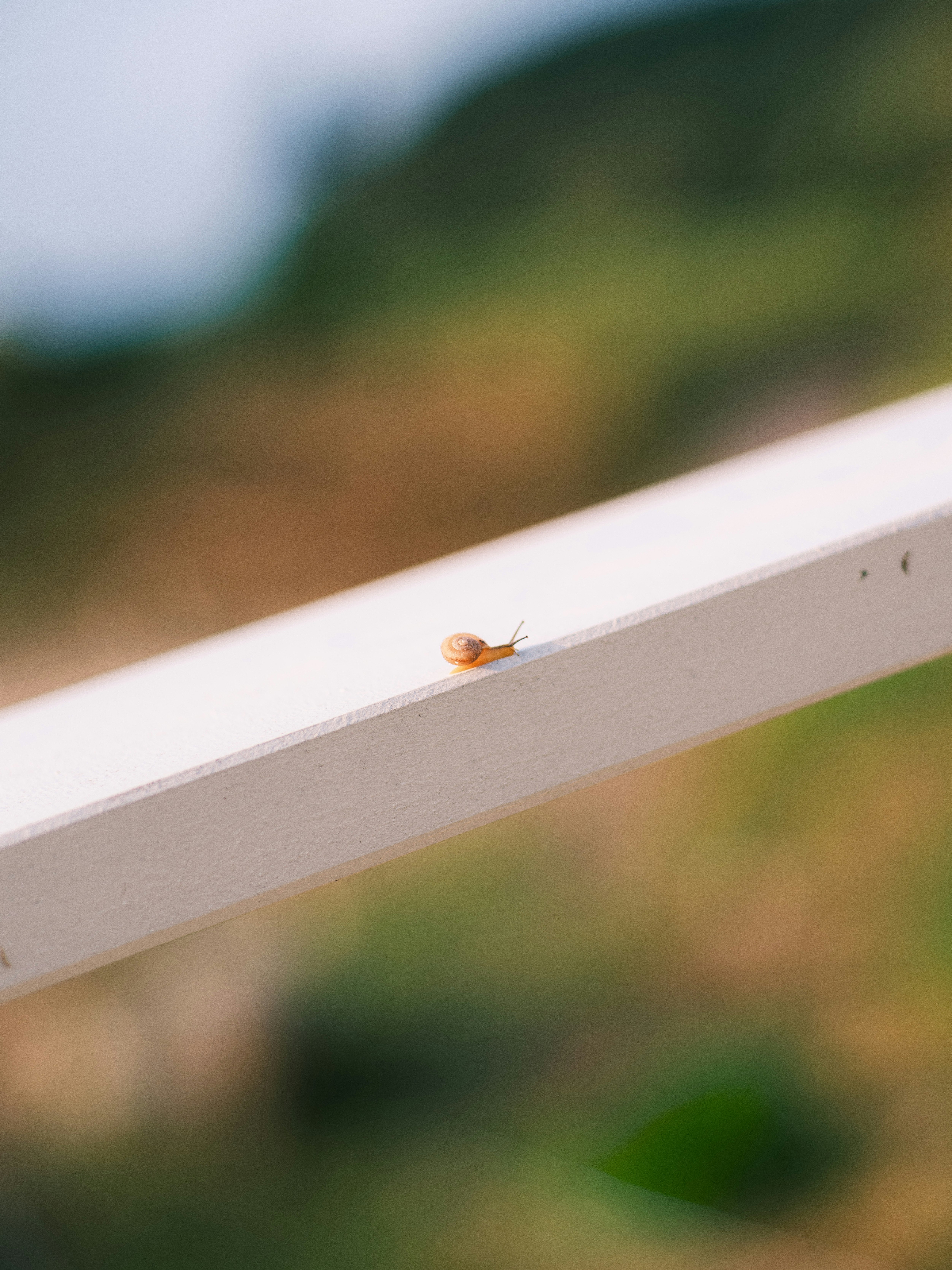 草原を背景にした白い柵の上の小さな虫