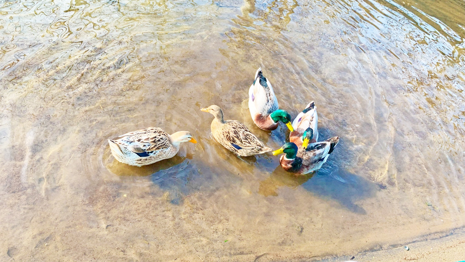 Bebek mencari makanan di permukaan air dalam suasana sungai yang tenang