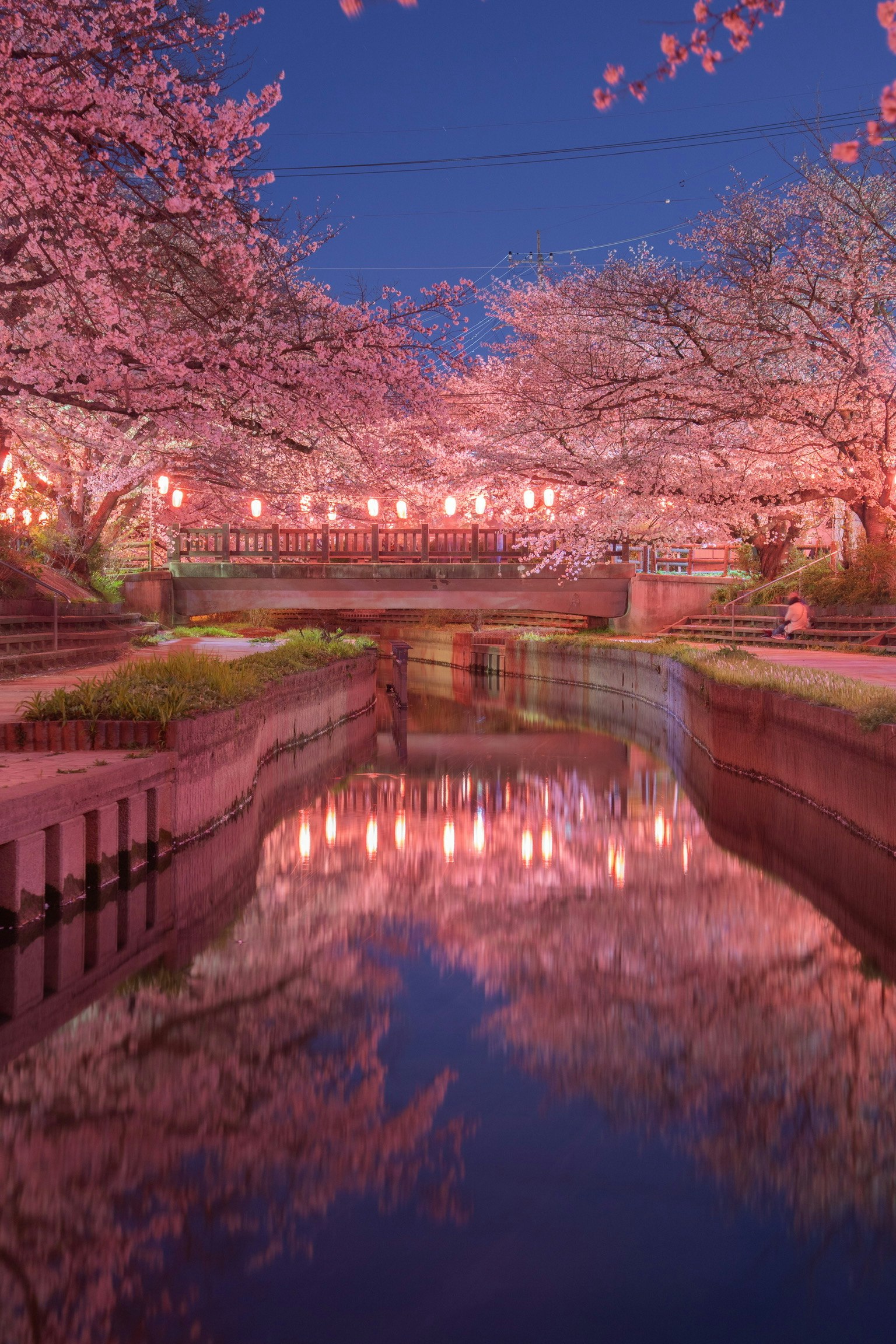 Night view of cherry blossoms along a river Beautiful reflections of a bridge and lanterns