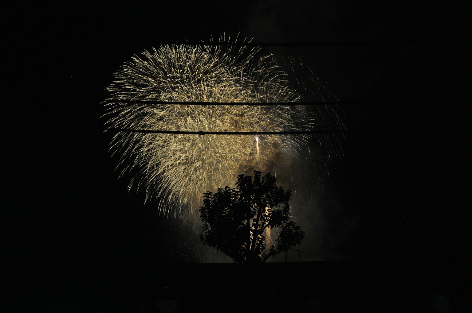 Fuegos artificiales estallando en el cielo nocturno con la silueta de un árbol
