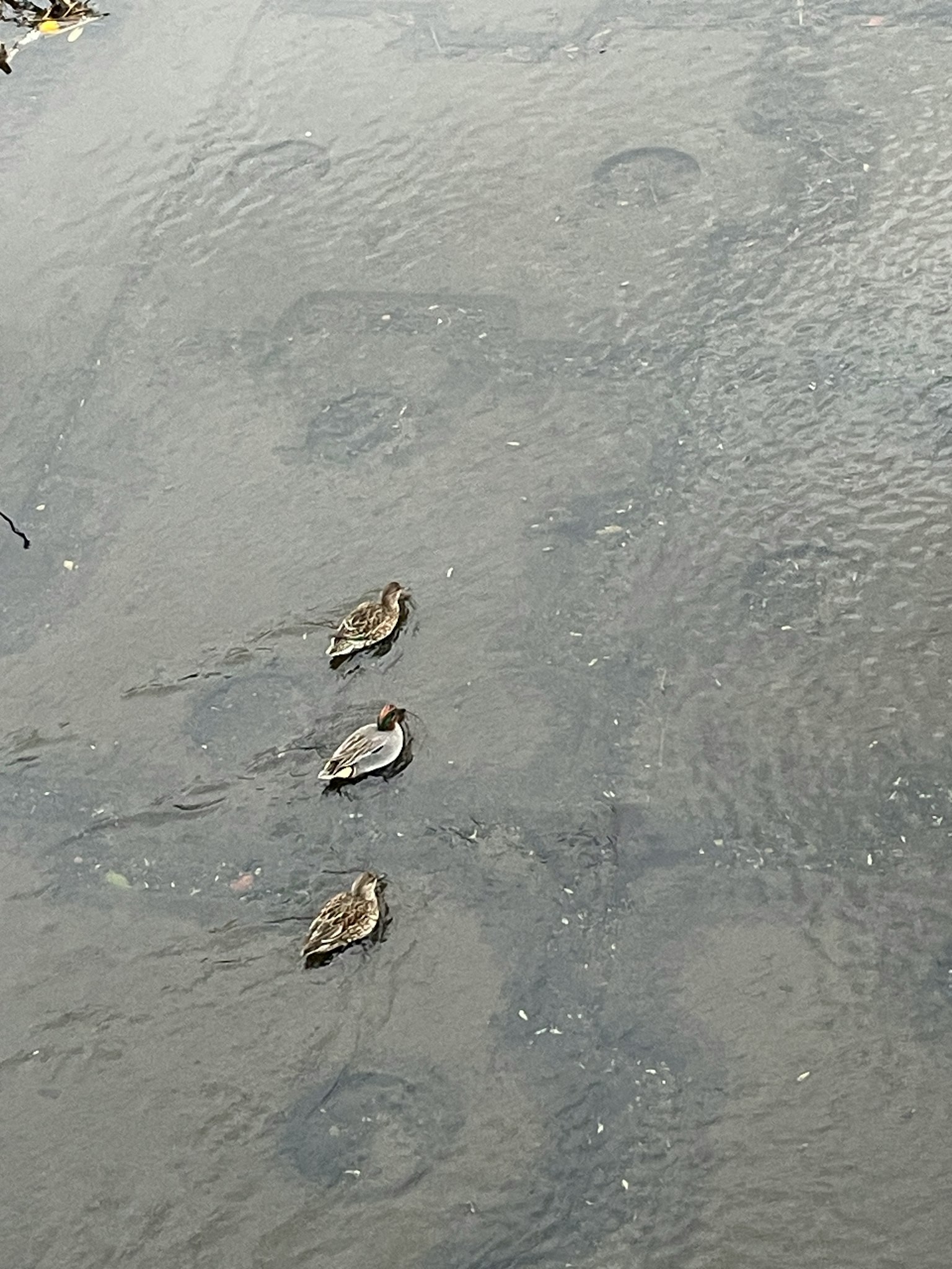 Tiga bebek mengapung di permukaan air