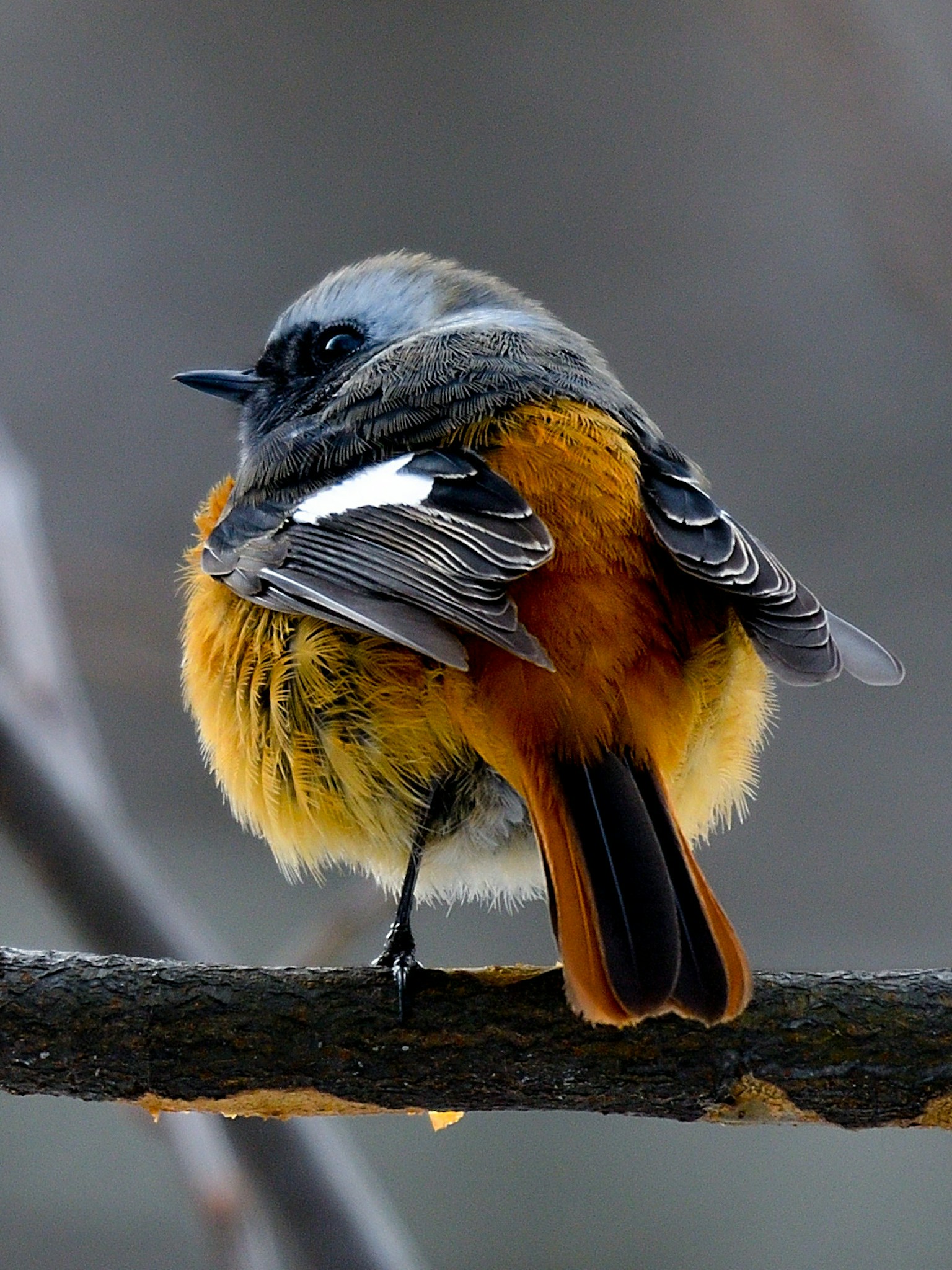 A small bird with orange feathers perched on a branch from the back