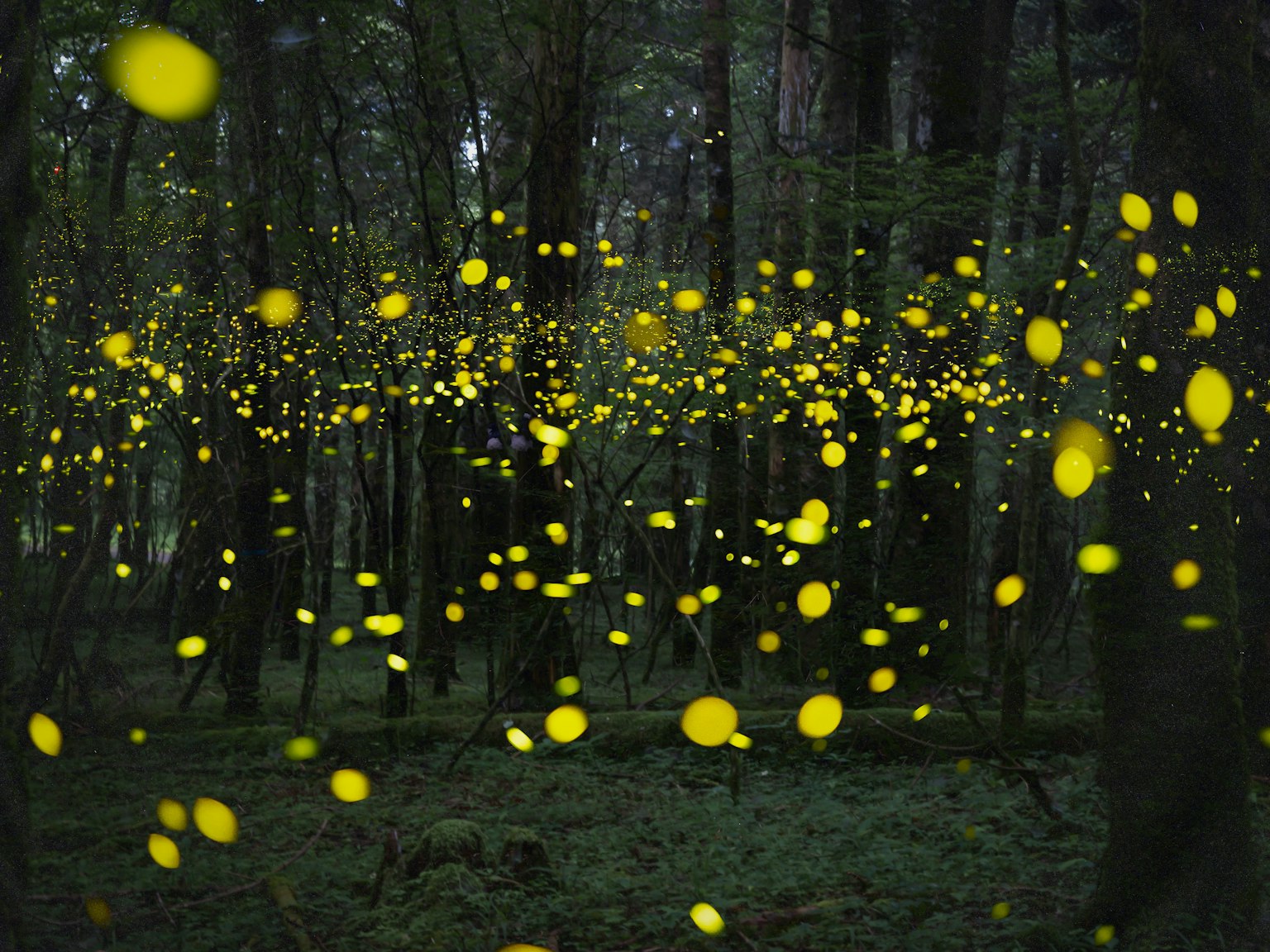 Une belle scène de lucioles brillantes dispersées dans une forêt sombre