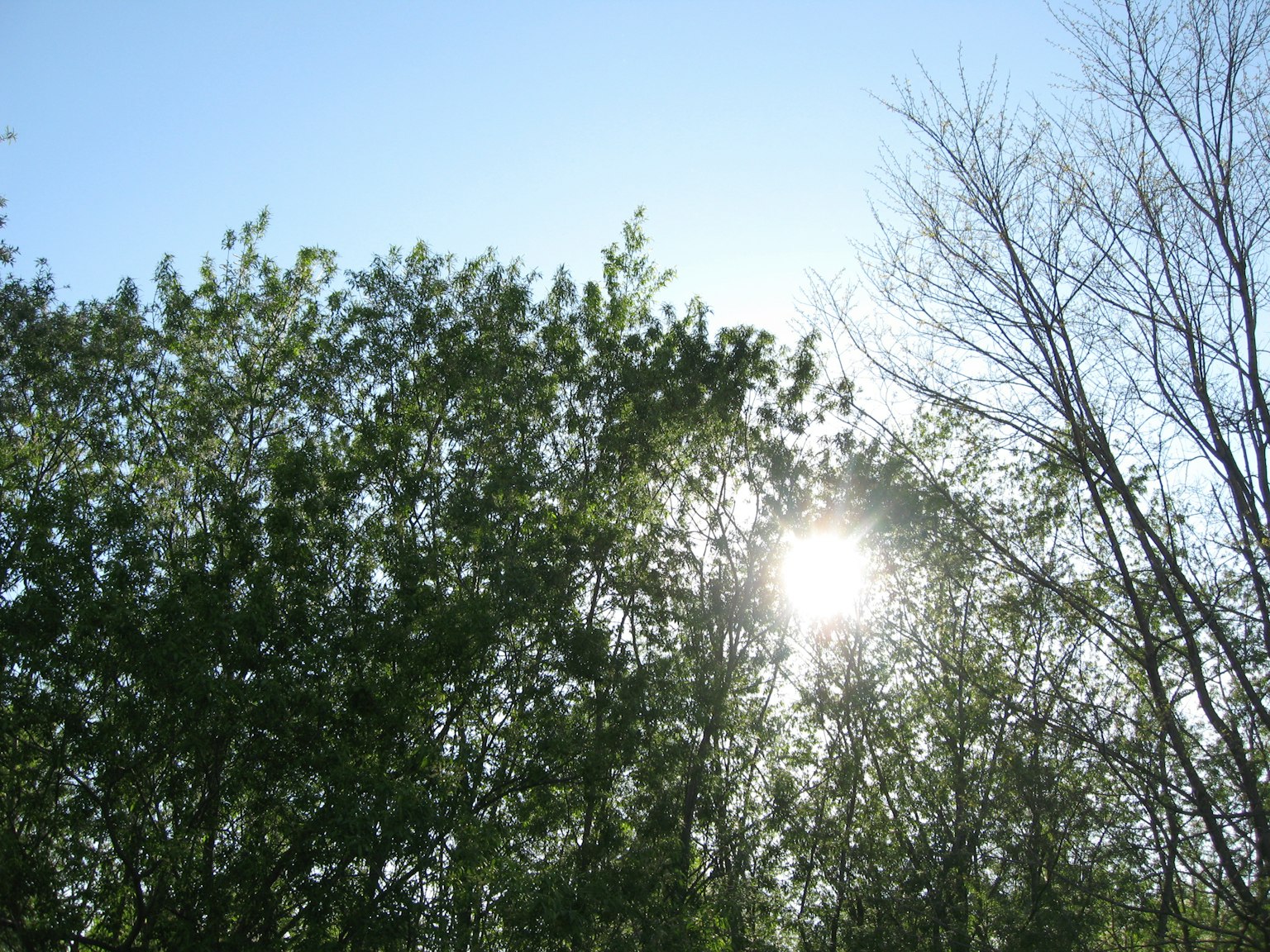 Grüne Bäume unter einem blauen Himmel mit Sonnenlicht