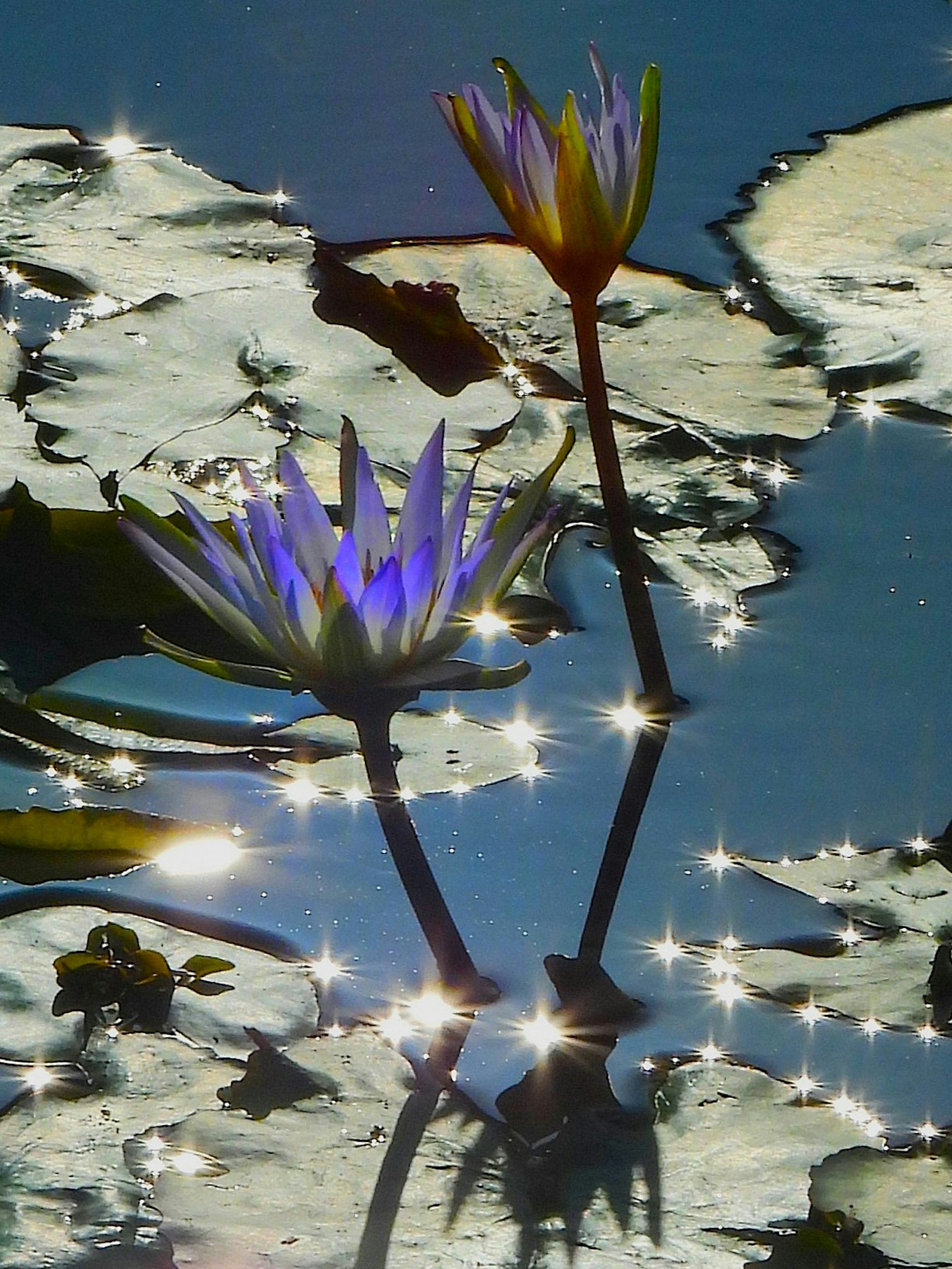 Belles nénuphars flottant à la surface avec des reflets scintillants