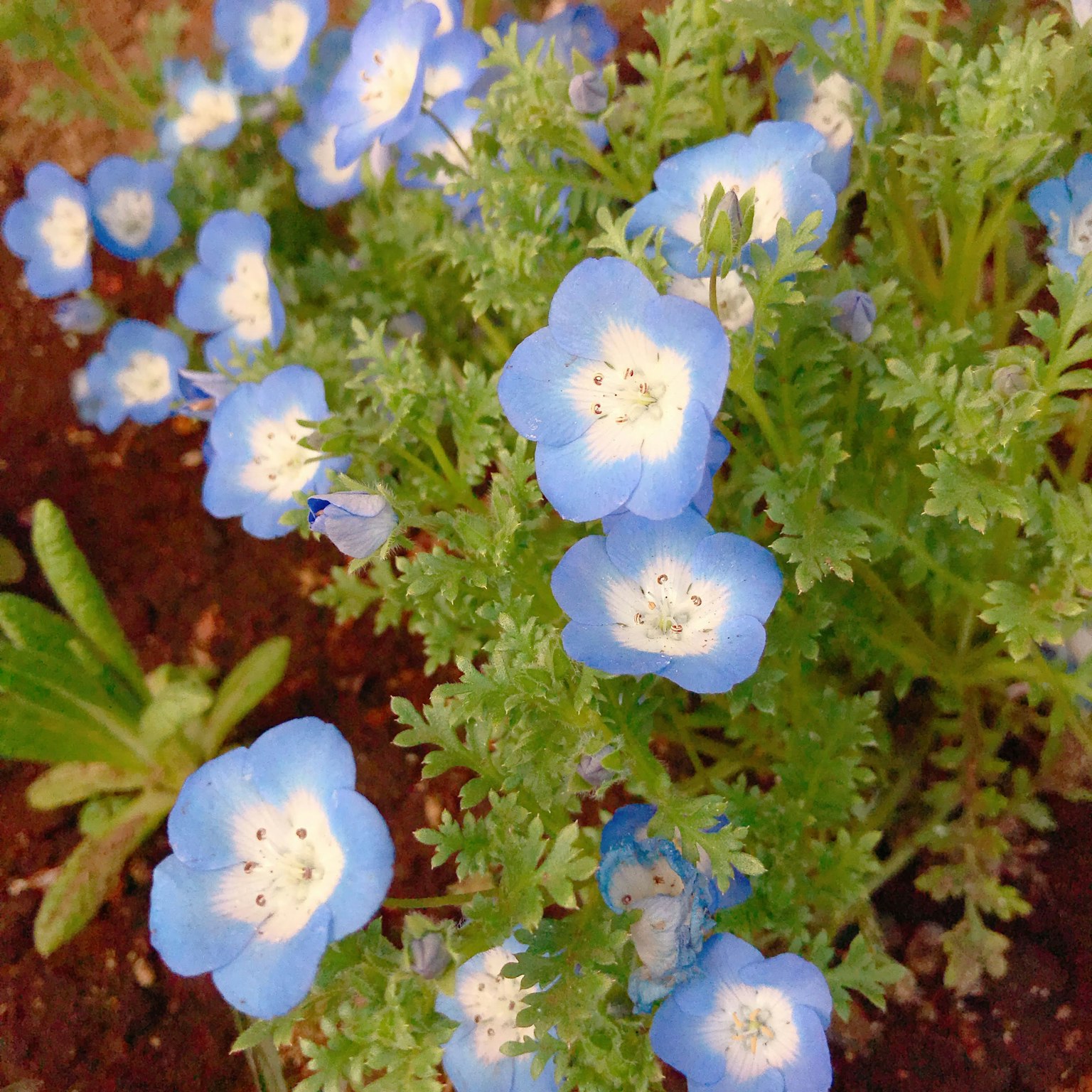 Cluster of blue flowers with green leaves of nemophila
