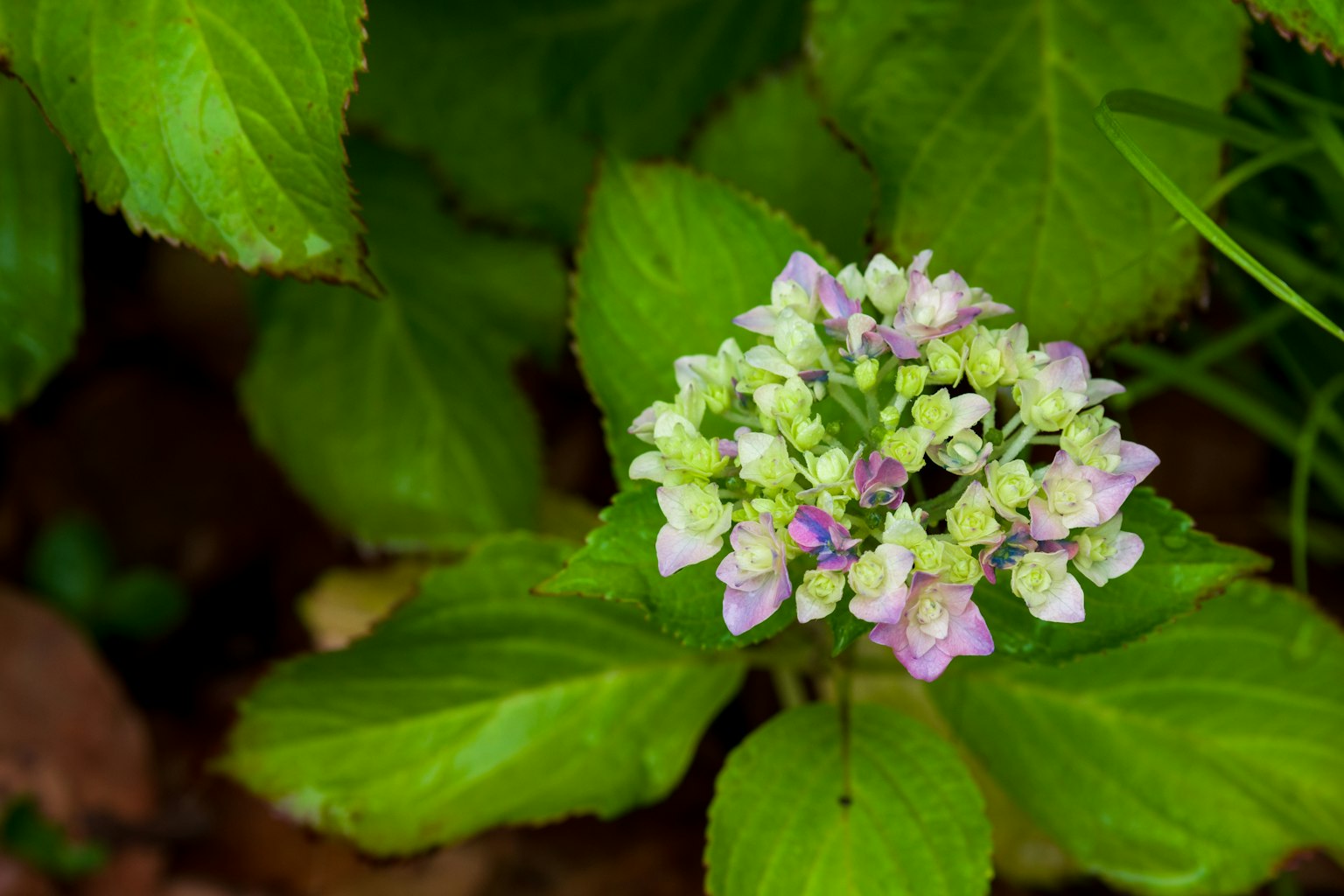 Hortensienblüte in Lila- und Weißtönen umgeben von grünen Blättern