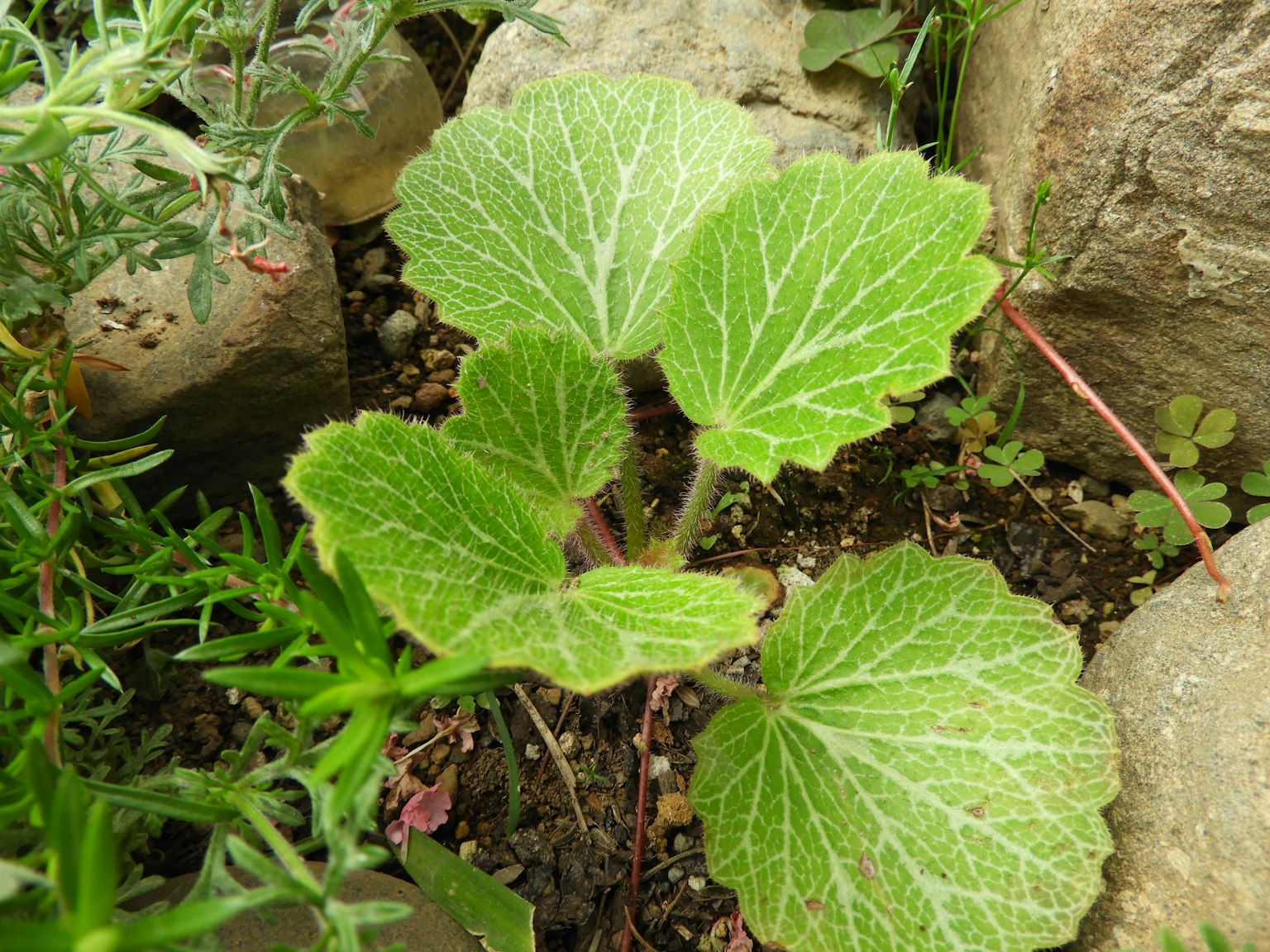Image en gros plan d'une plante avec des feuilles vertes distinctives