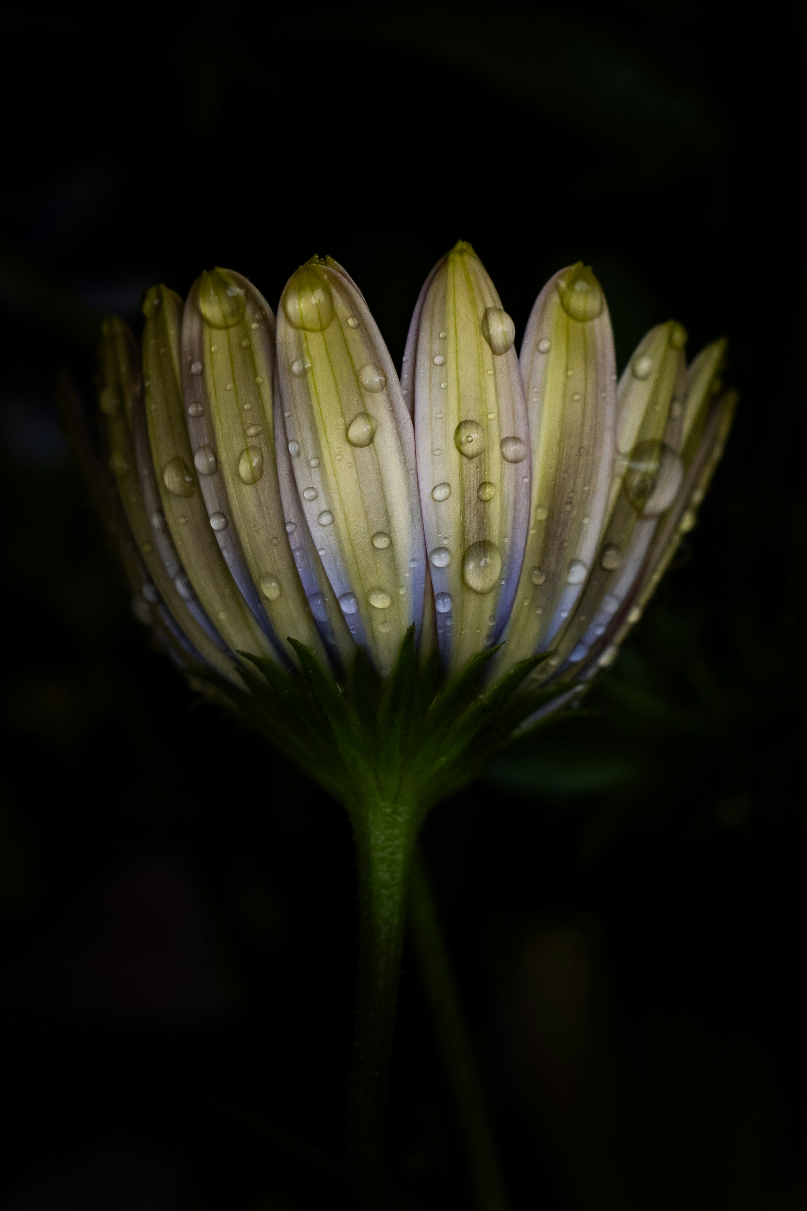 雨粒のついた花のつぼみのクローズアップ