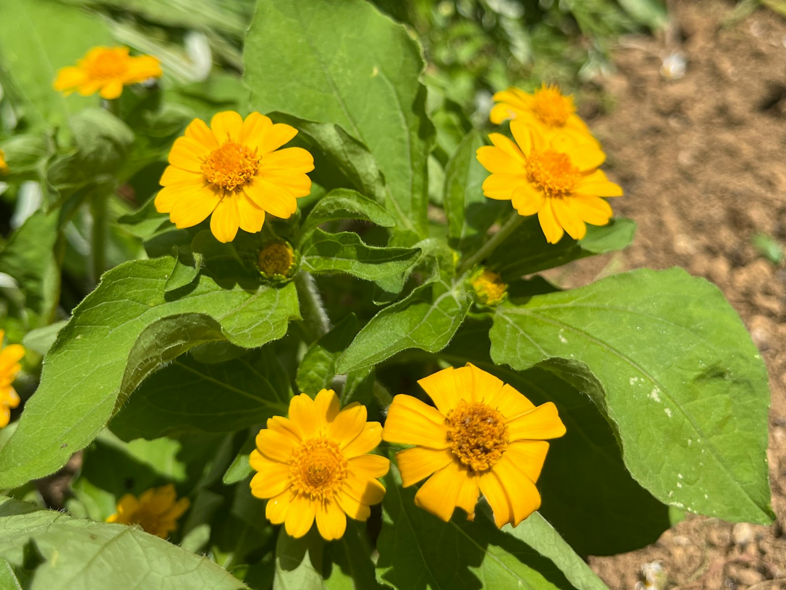 Primer plano de una planta con flores amarillas vibrantes