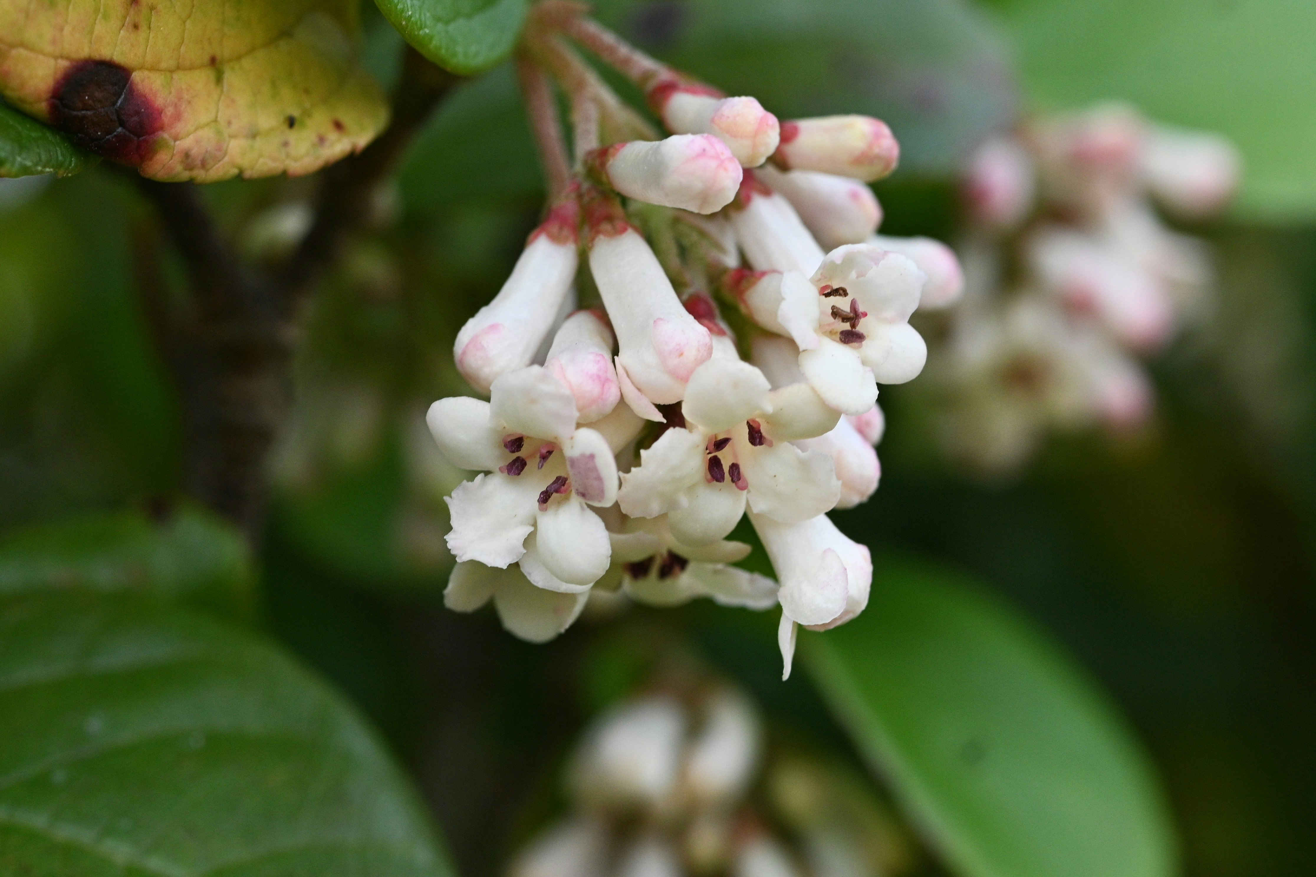 Close-up of Gomojyu flowers