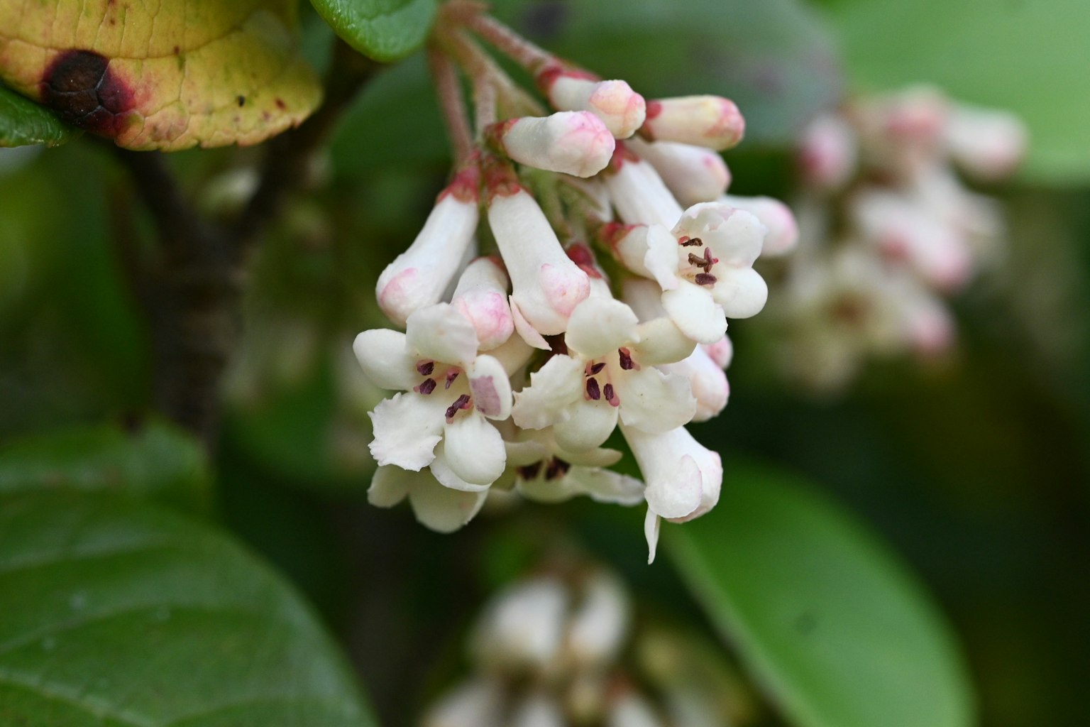 Primo piano di una pianta fiorita con fiori bianchi e foglie verdi