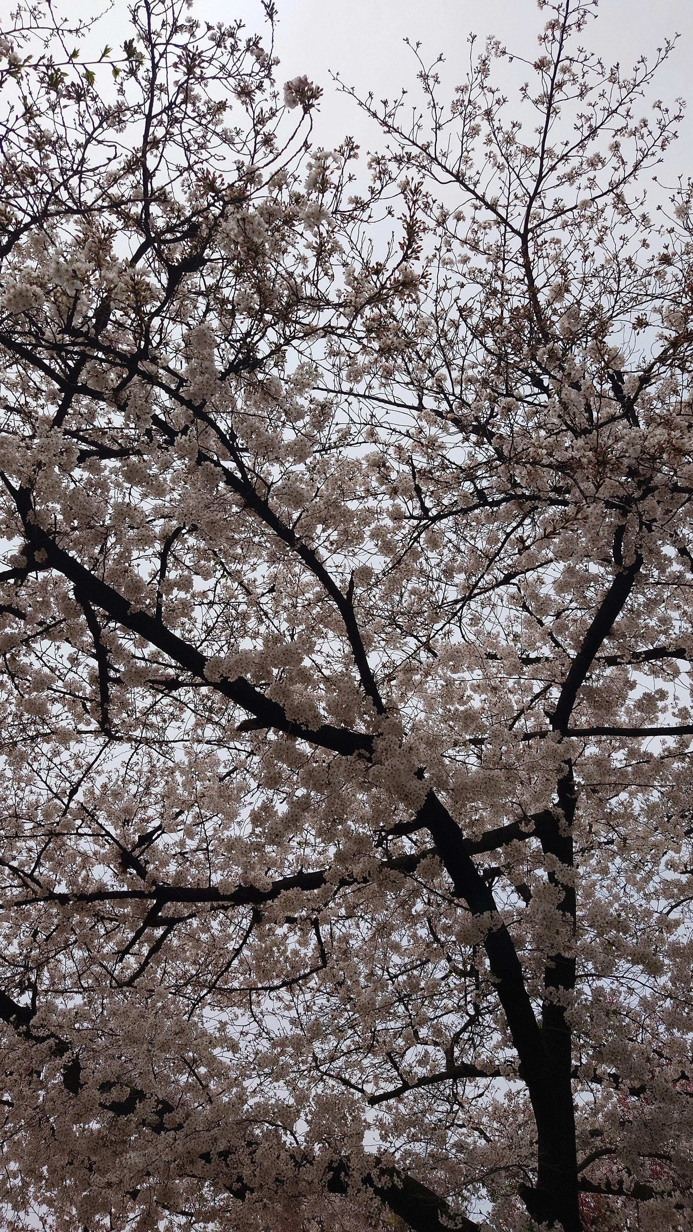 大阪府のソメイヨシノが咲く桜の枝ぶり