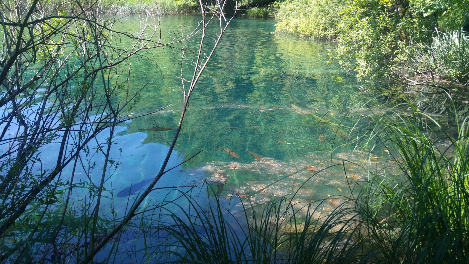 Stagno sereno con acqua cristallina e vegetazione verde lussureggiante