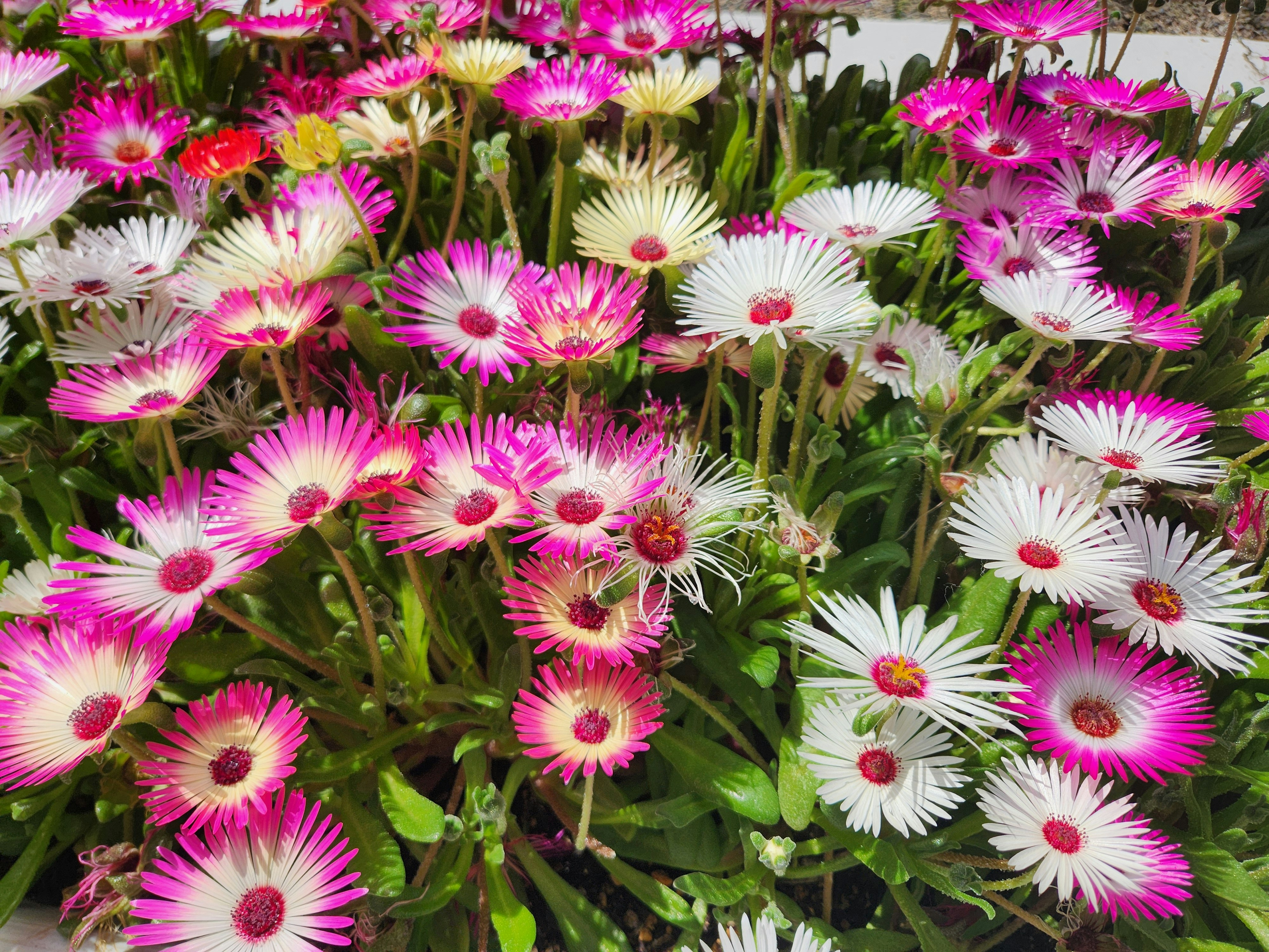 ピンクと白の松葉菊が咲く花壇の春の景色
