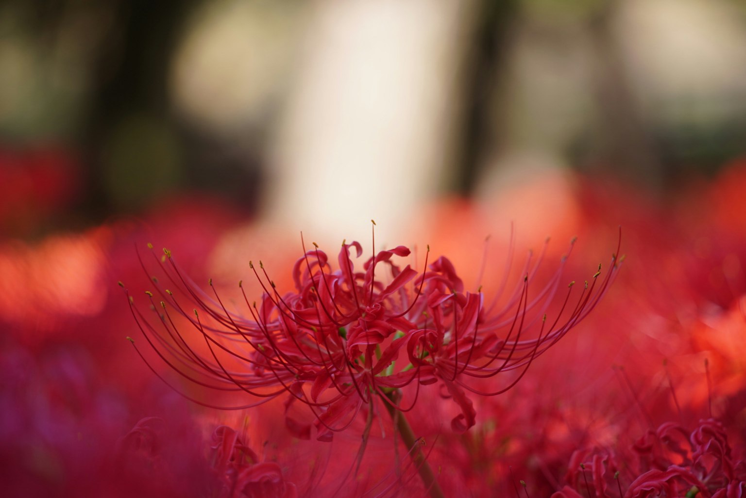 Gros plan de lys araignées rouges dans un champ vibrant