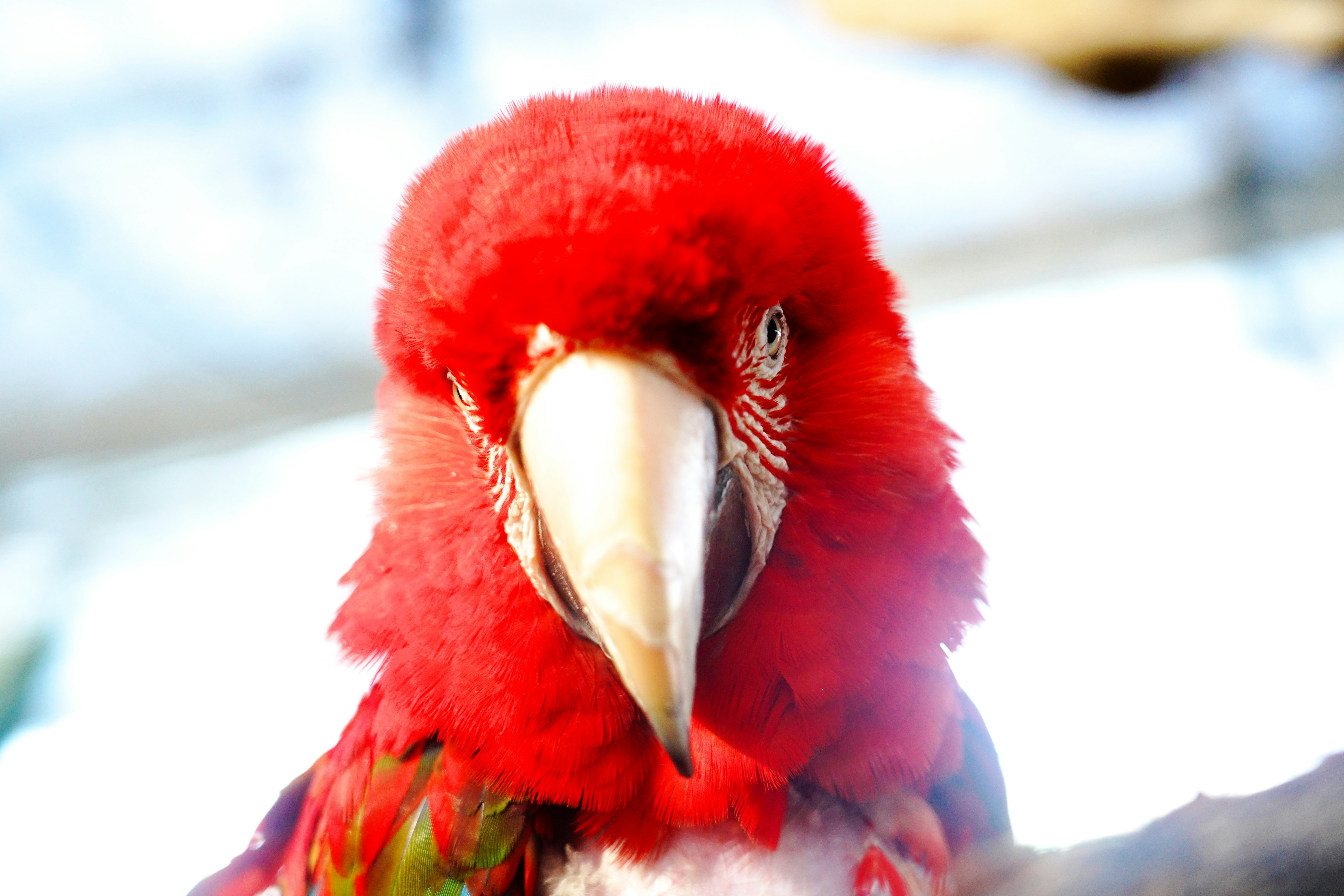 primer plano de un ave de plumas rojas