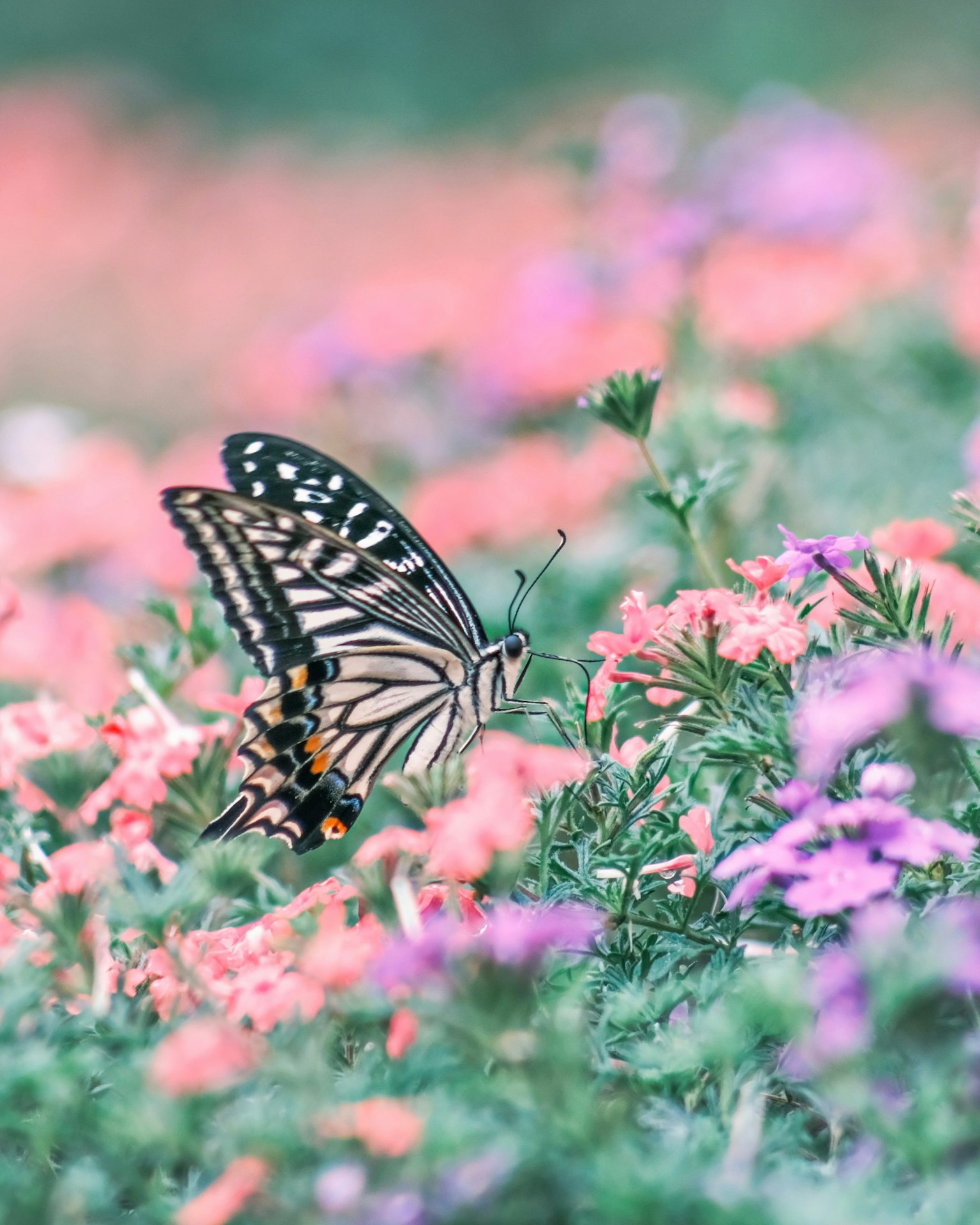 Un beau papillon voletant parmi des fleurs colorées