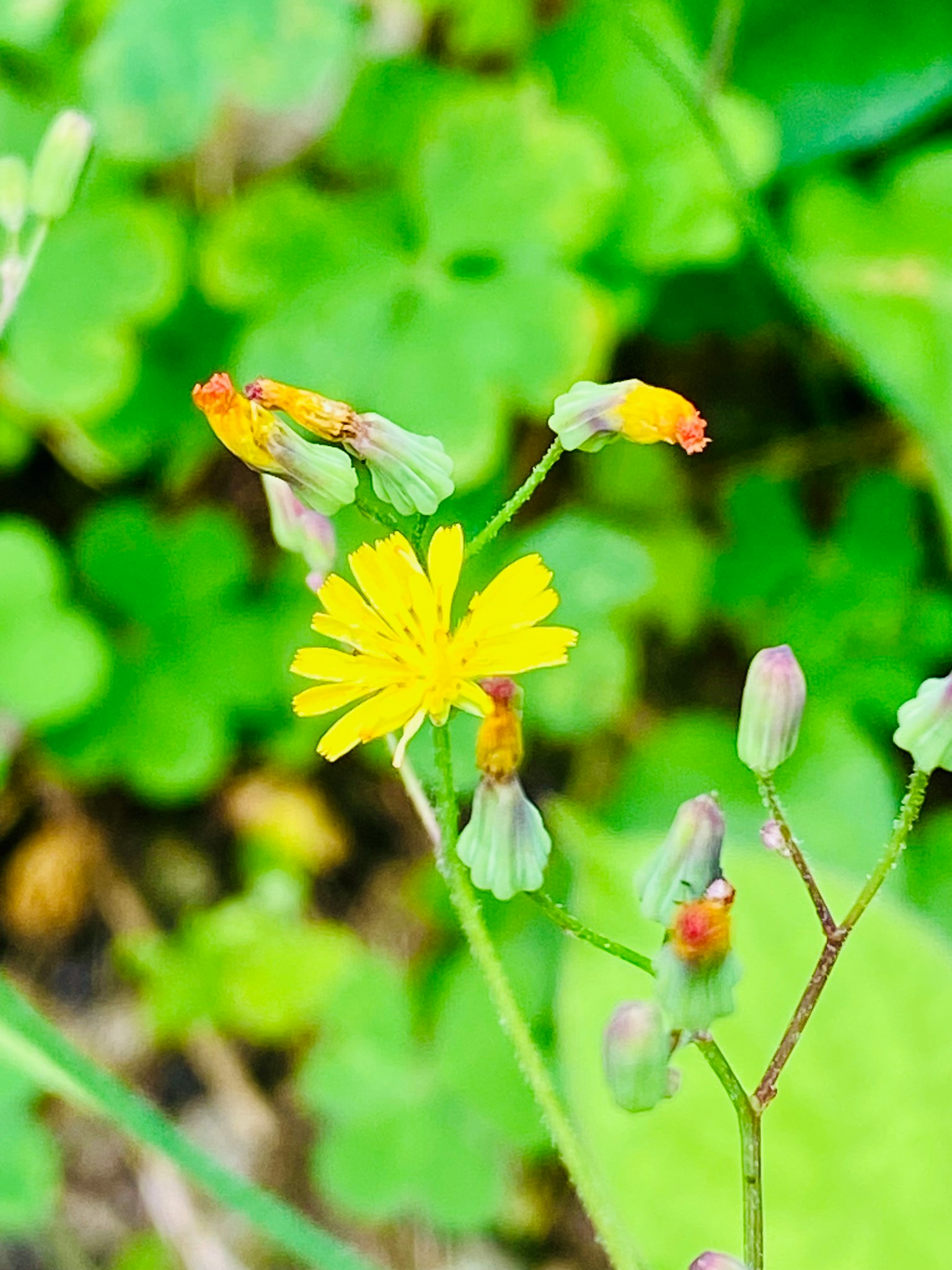 Bild einer gelben Blume mit Knospen, umgeben von grünen Blättern