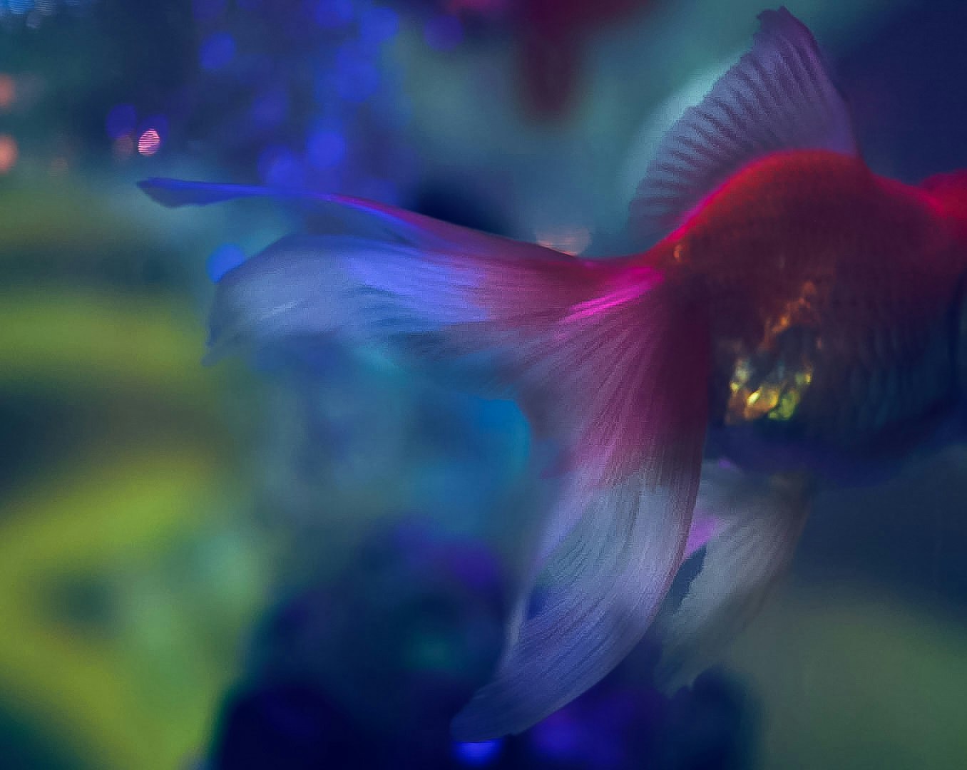 青い水槽で泳ぐ金魚のような魚の幻想的な姿