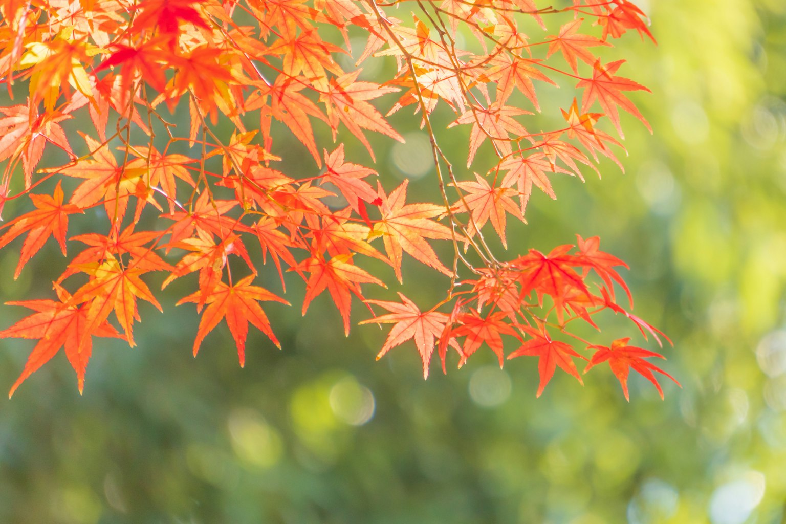 秋天鮮豔的紅楓葉與模糊的綠色背景