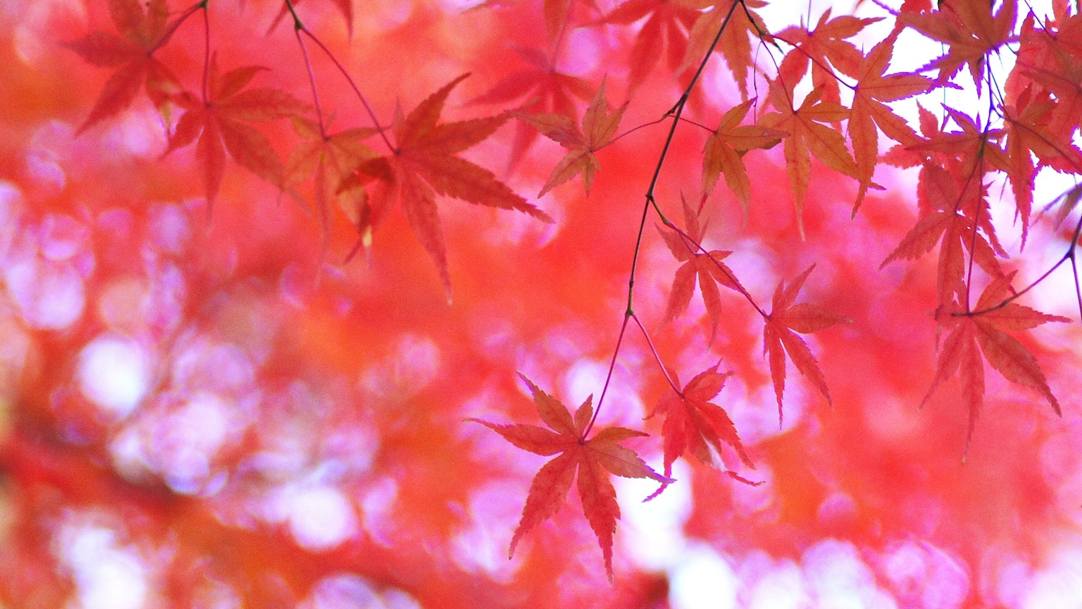 鮮豔的紅楓葉和模糊的背景