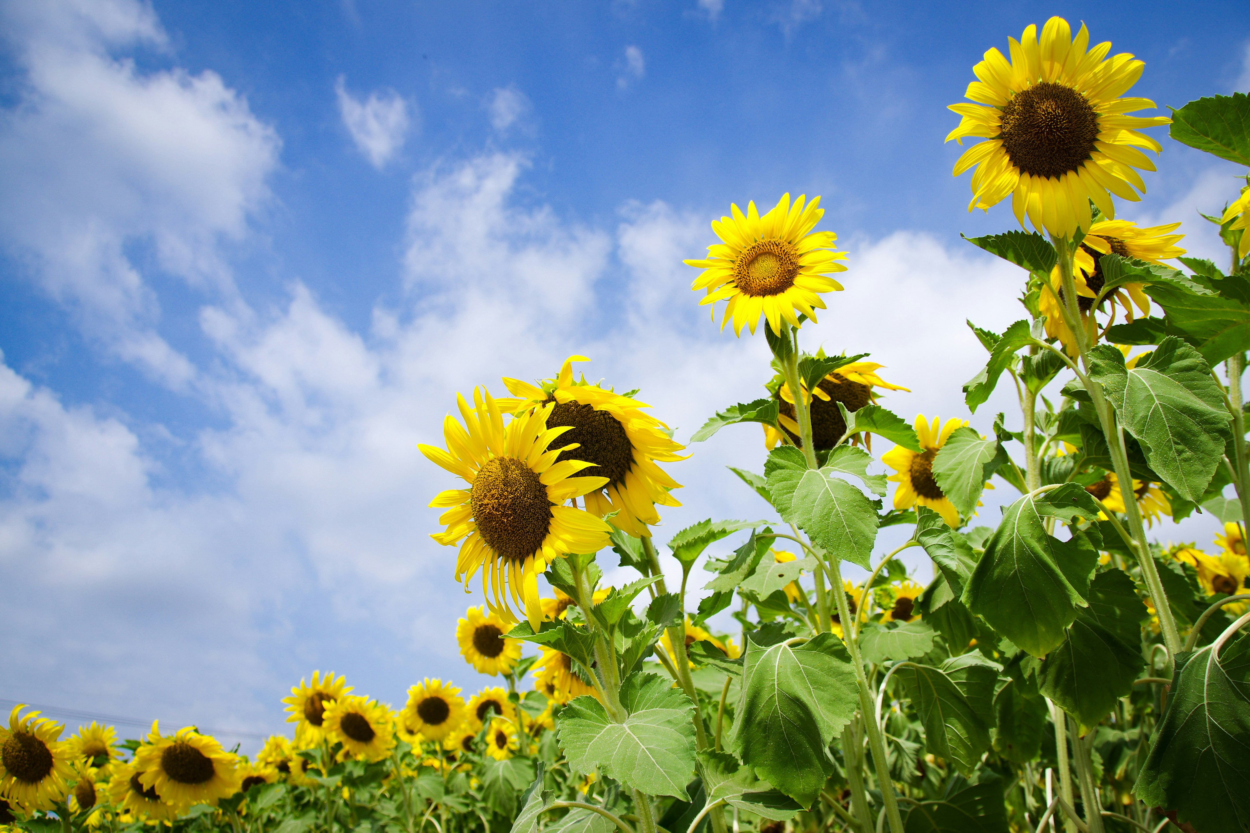 青空の下で咲くひまわりの花畑