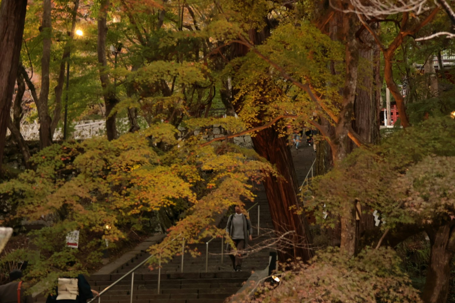 Vista escénica de un vibrante follaje de otoño en un jardín