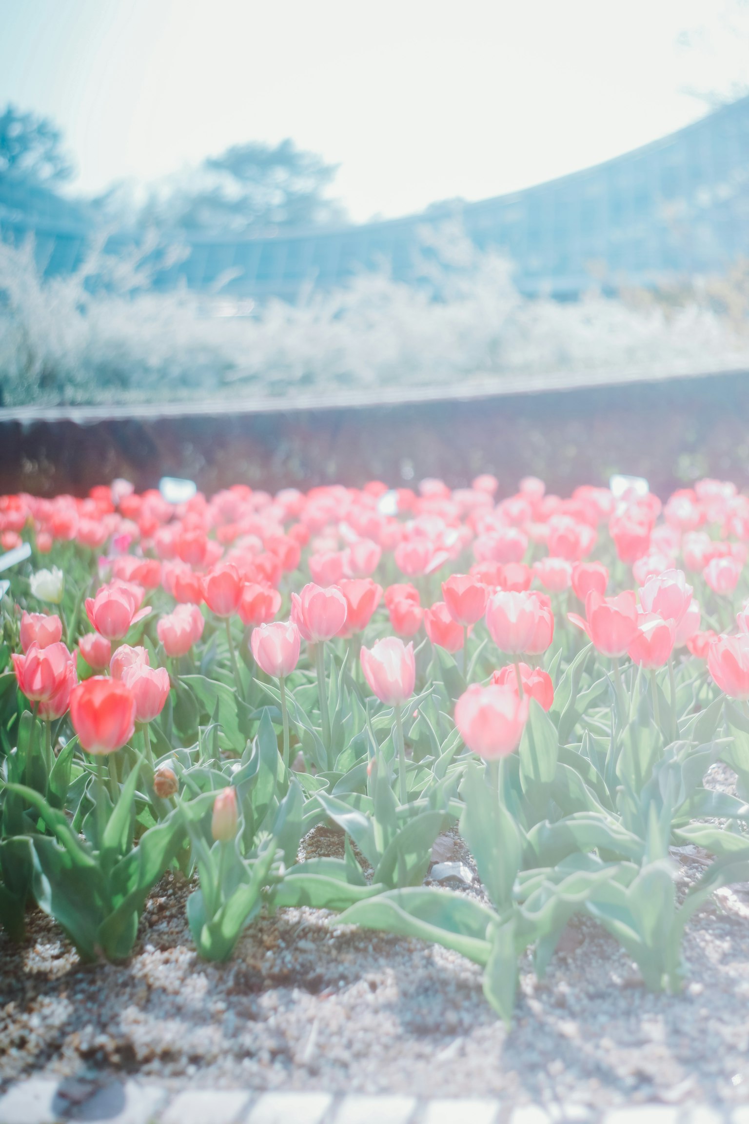 Tulip merah muda yang cerah mekar di petak bunga