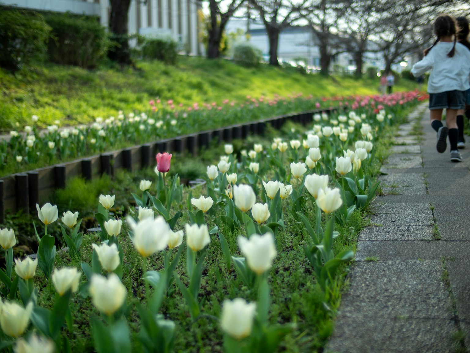 Seorang anak berjalan di sepanjang jalan yang dikelilingi oleh tulip putih yang bermekaran