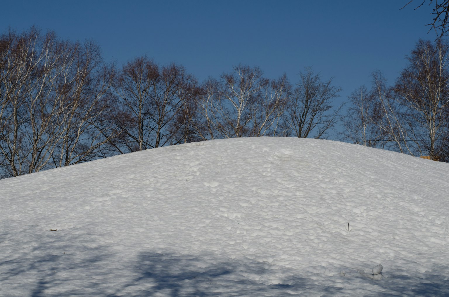 Collina coperta di neve sotto un cielo blu chiaro con silhouette di alberi